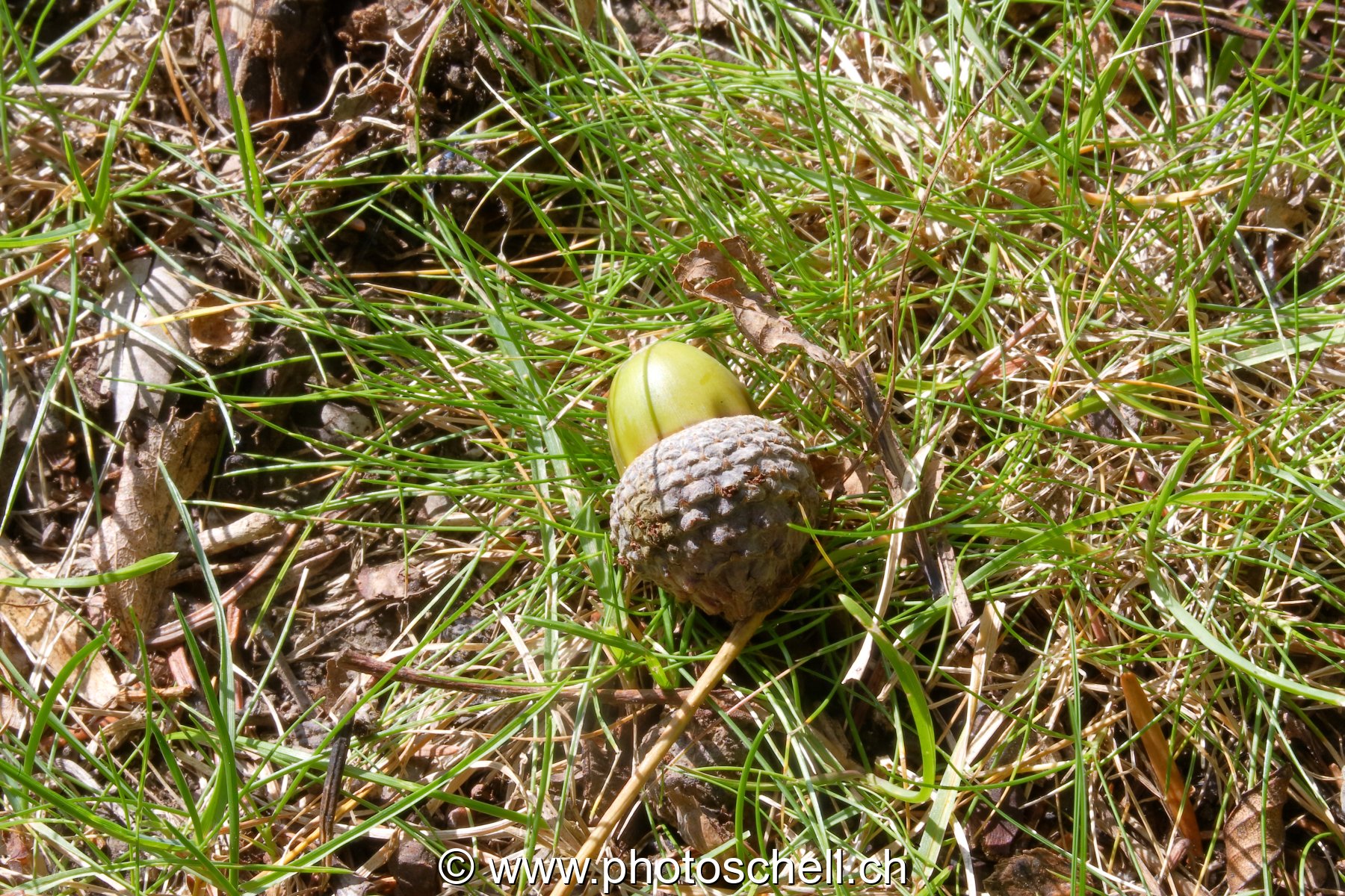 Gland dans l'herbe