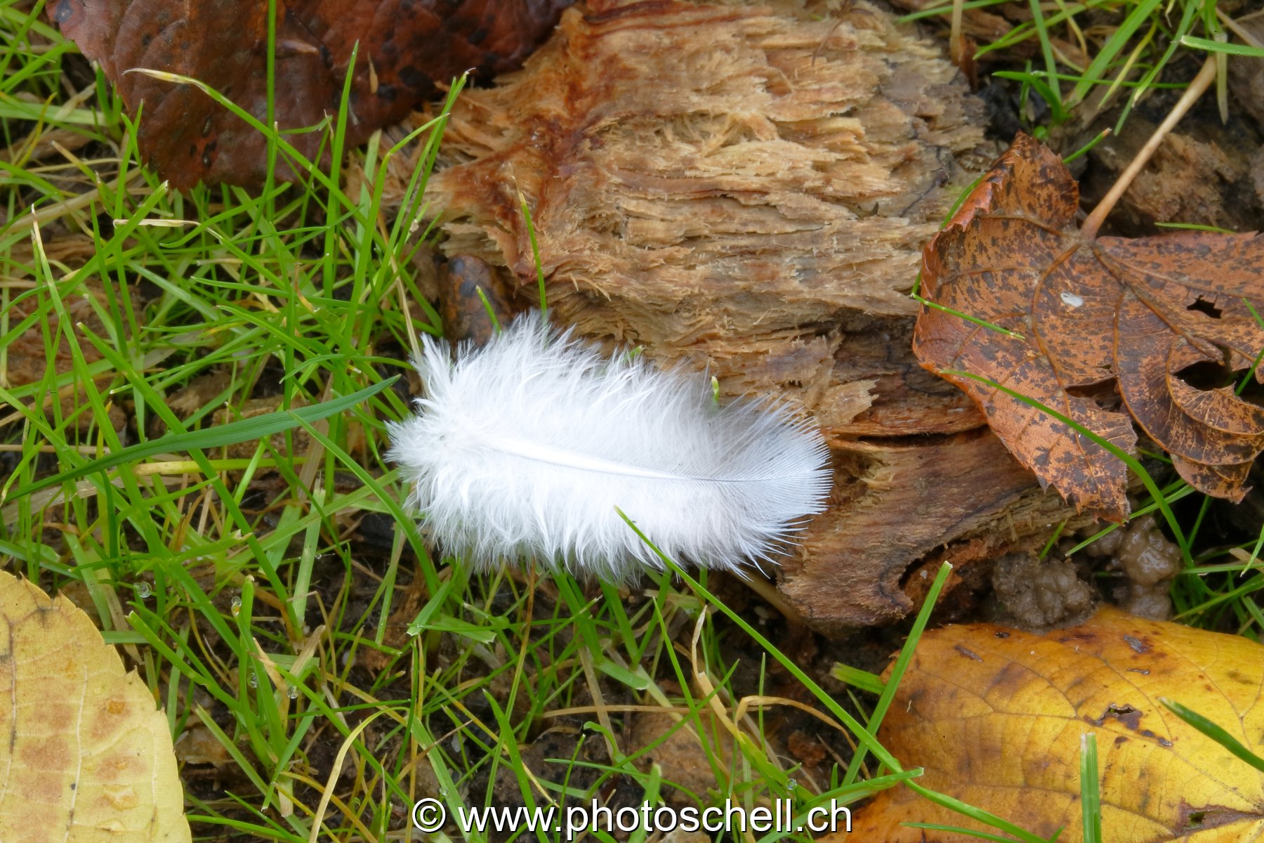 Plume dans l'herbe