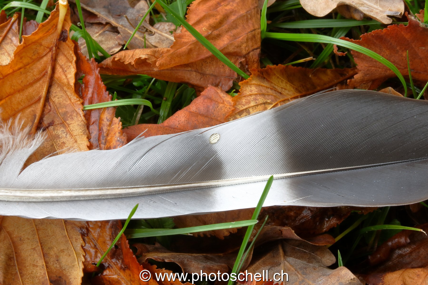 Plume dans l'herbe