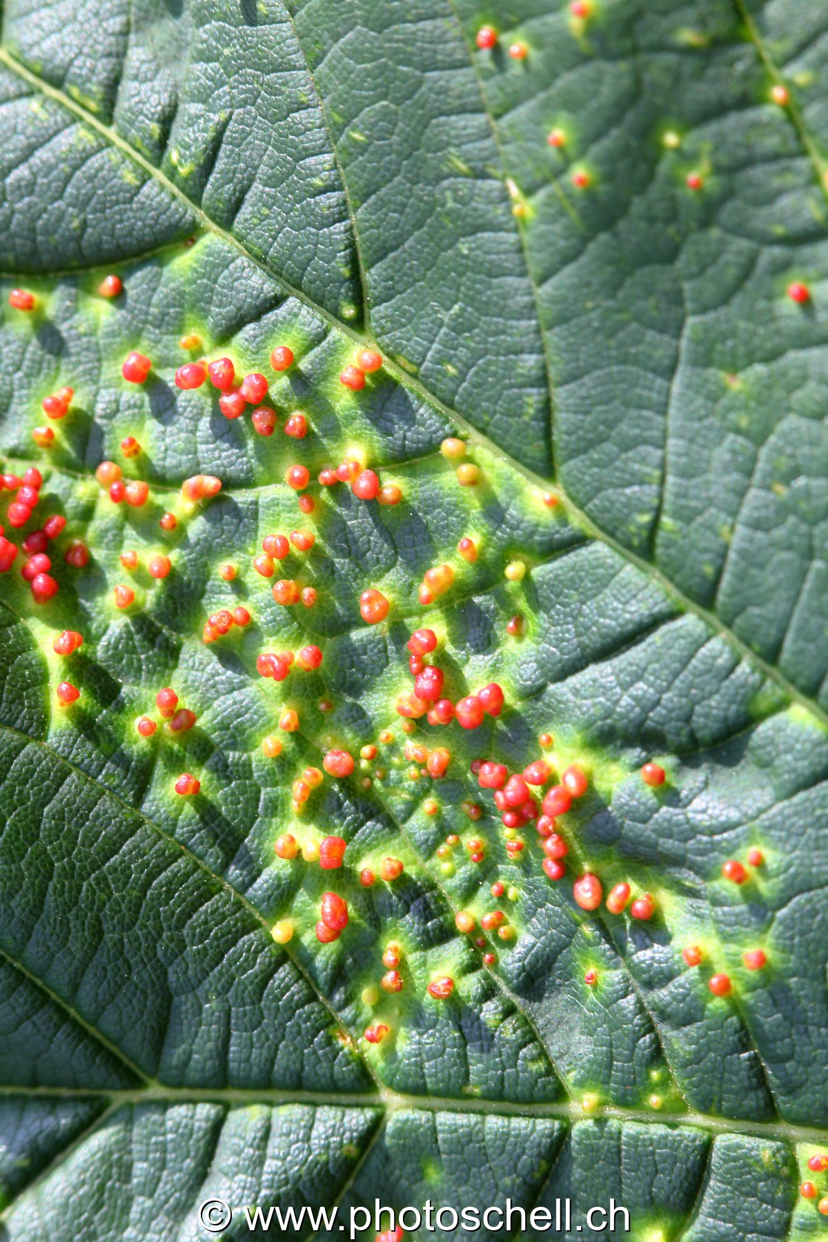 Feuille parasitée