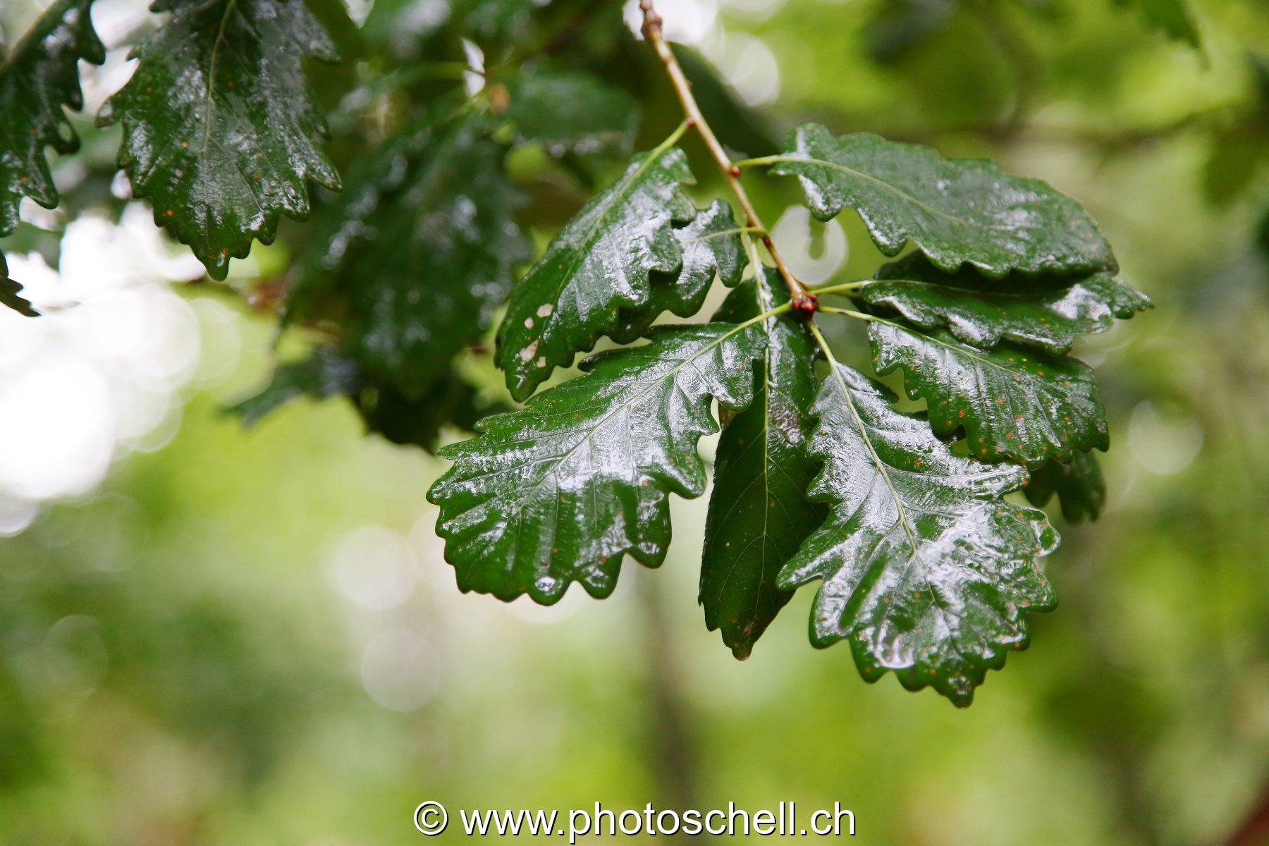 Feuilles de chêne mouillées