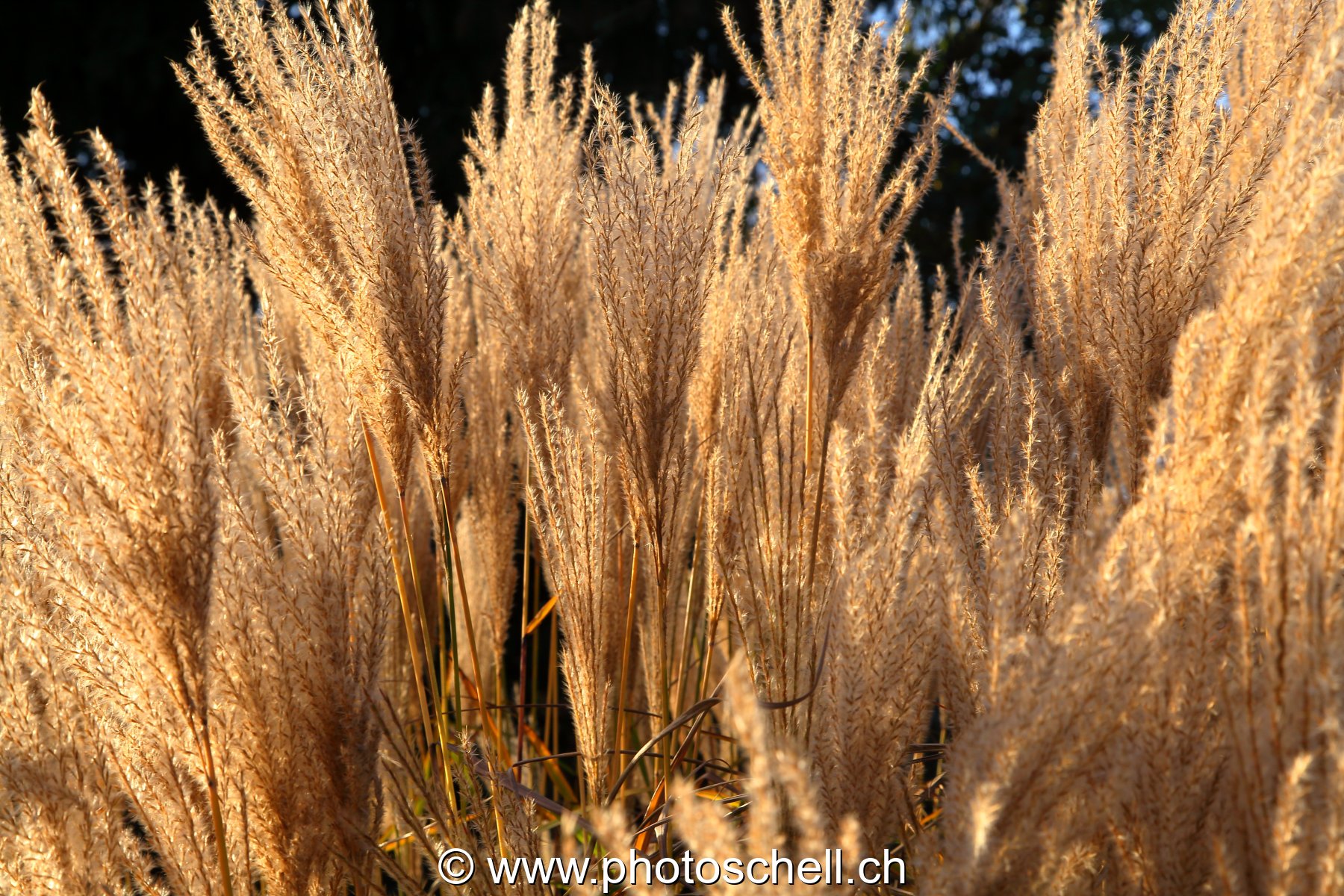 Fleurs sèches