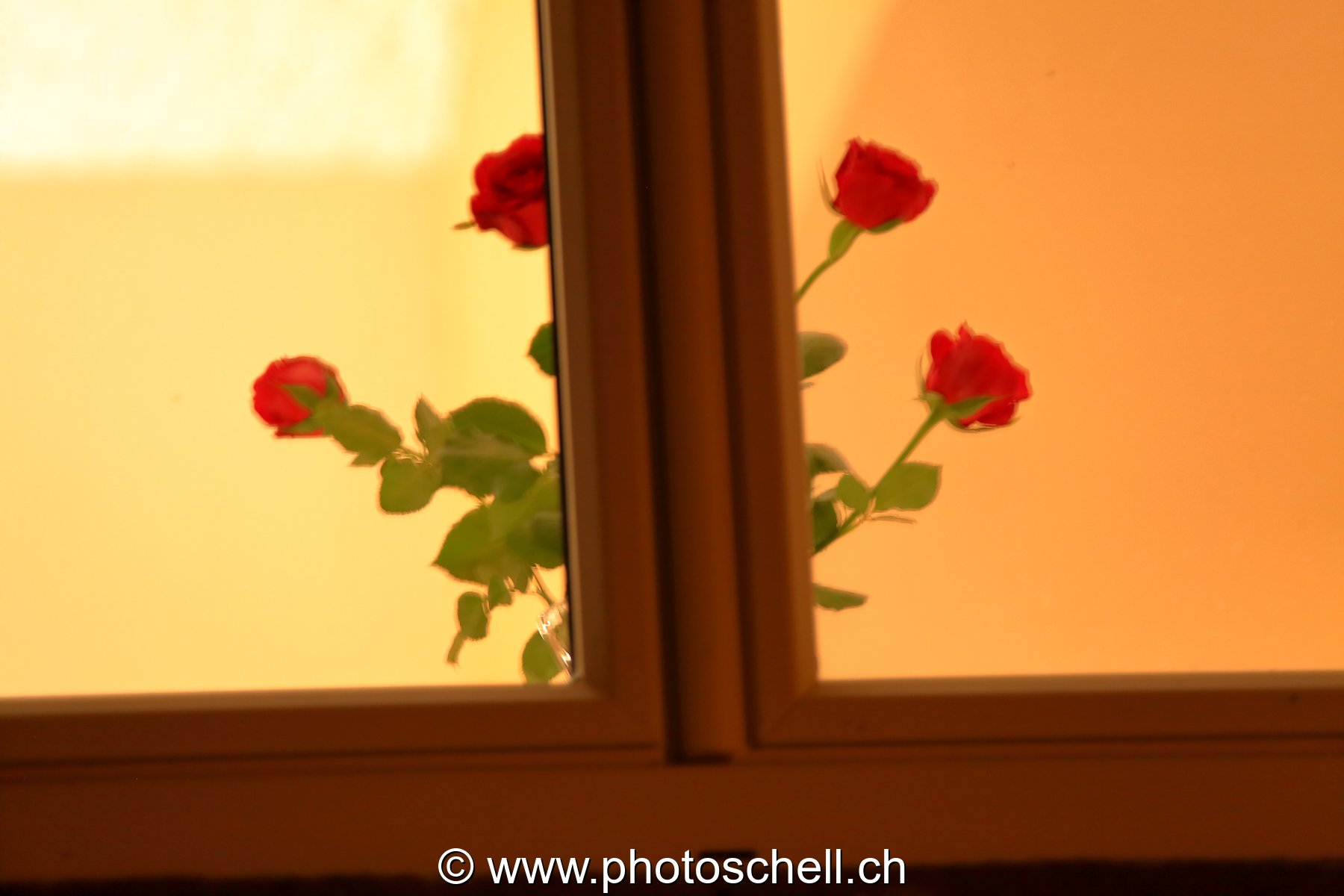 Roses à la fenêtre