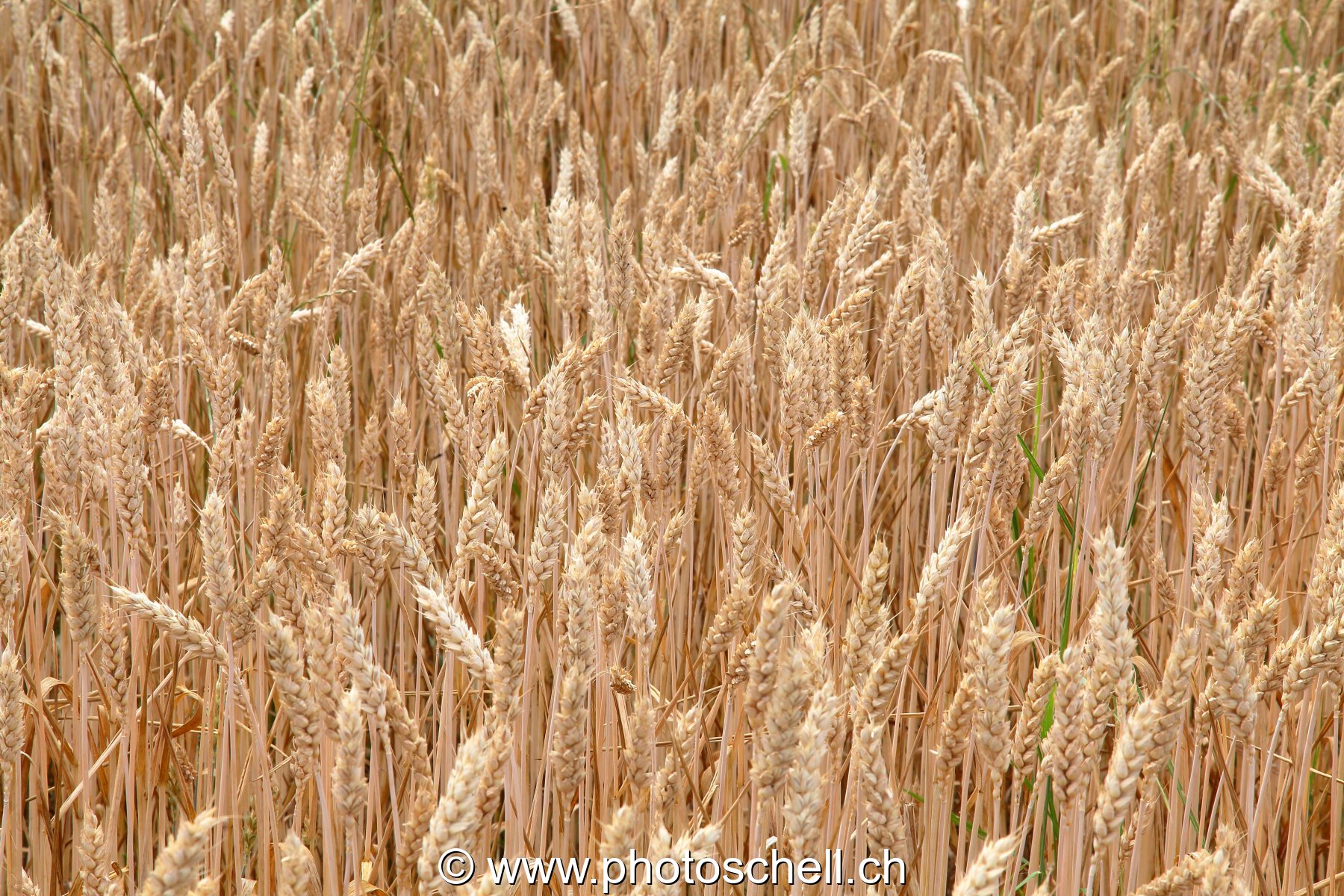 Champ de blé