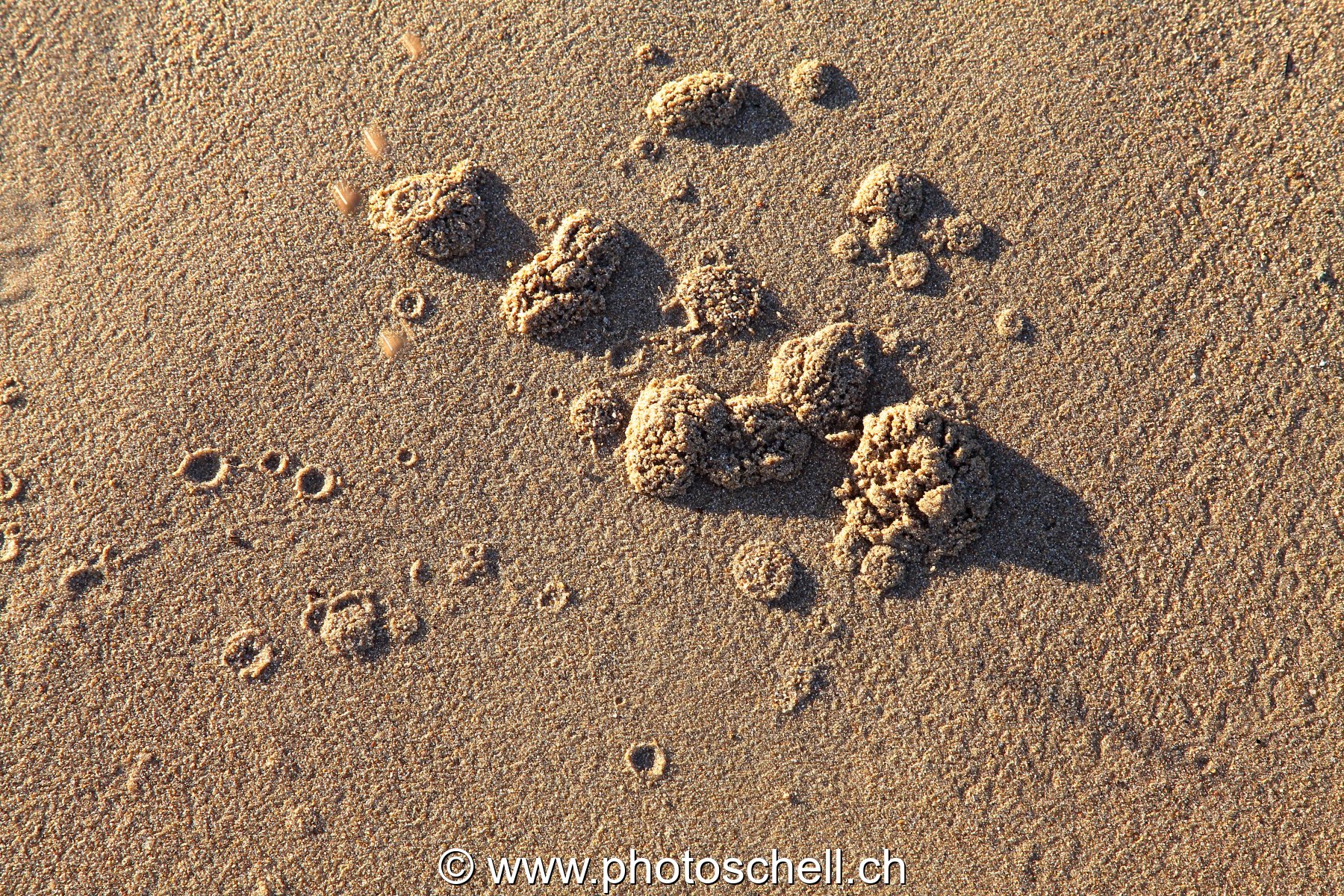 Boules de sables sur la plage