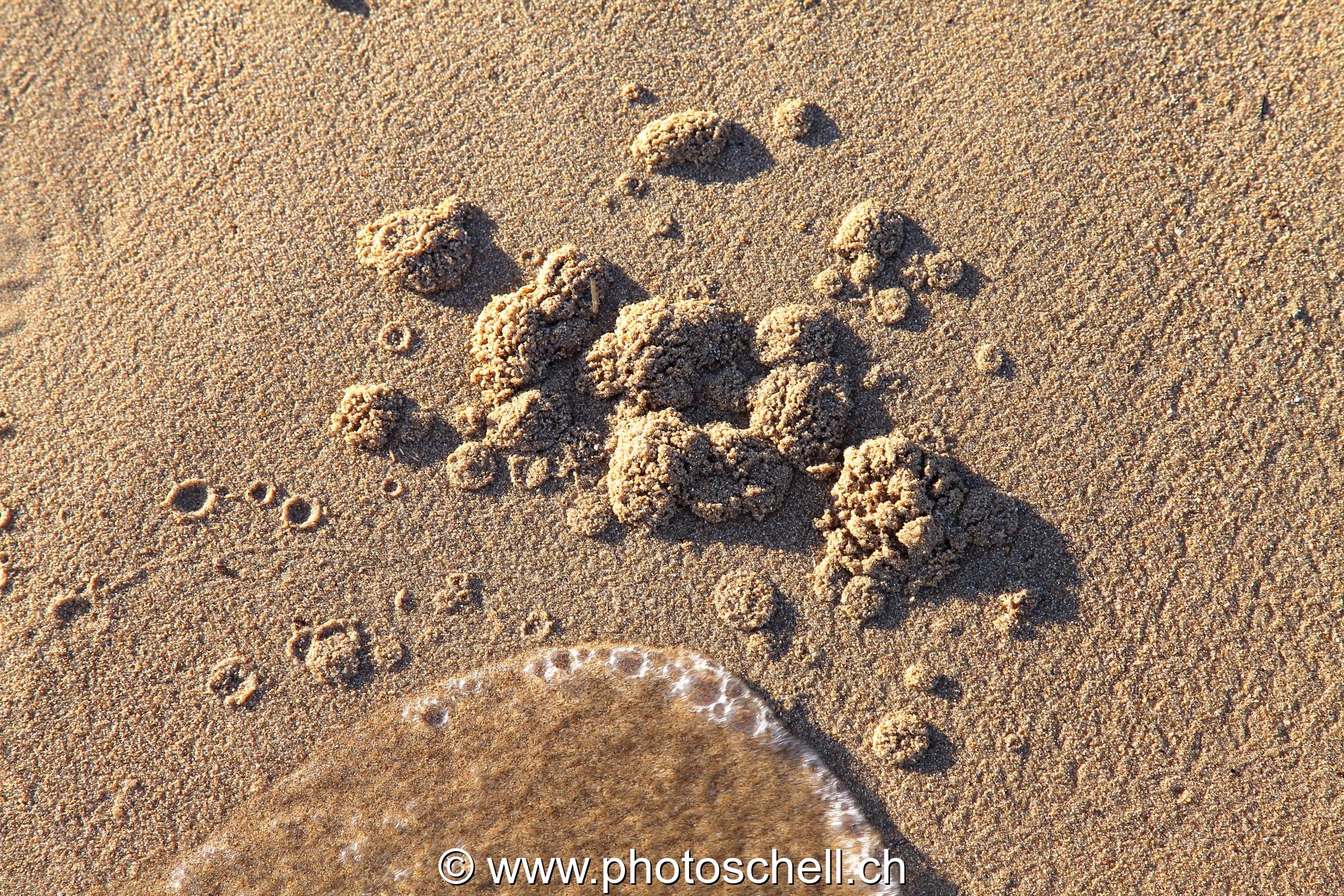 Boules de sables sur la plage