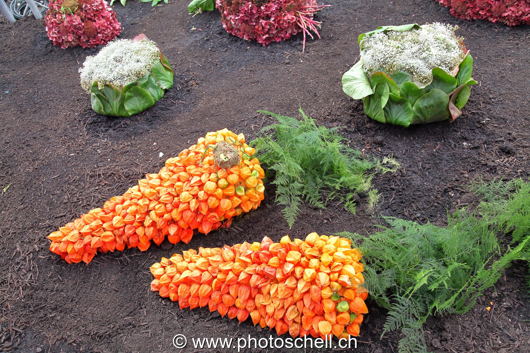 Exposition de légumes et festival de couleurs
