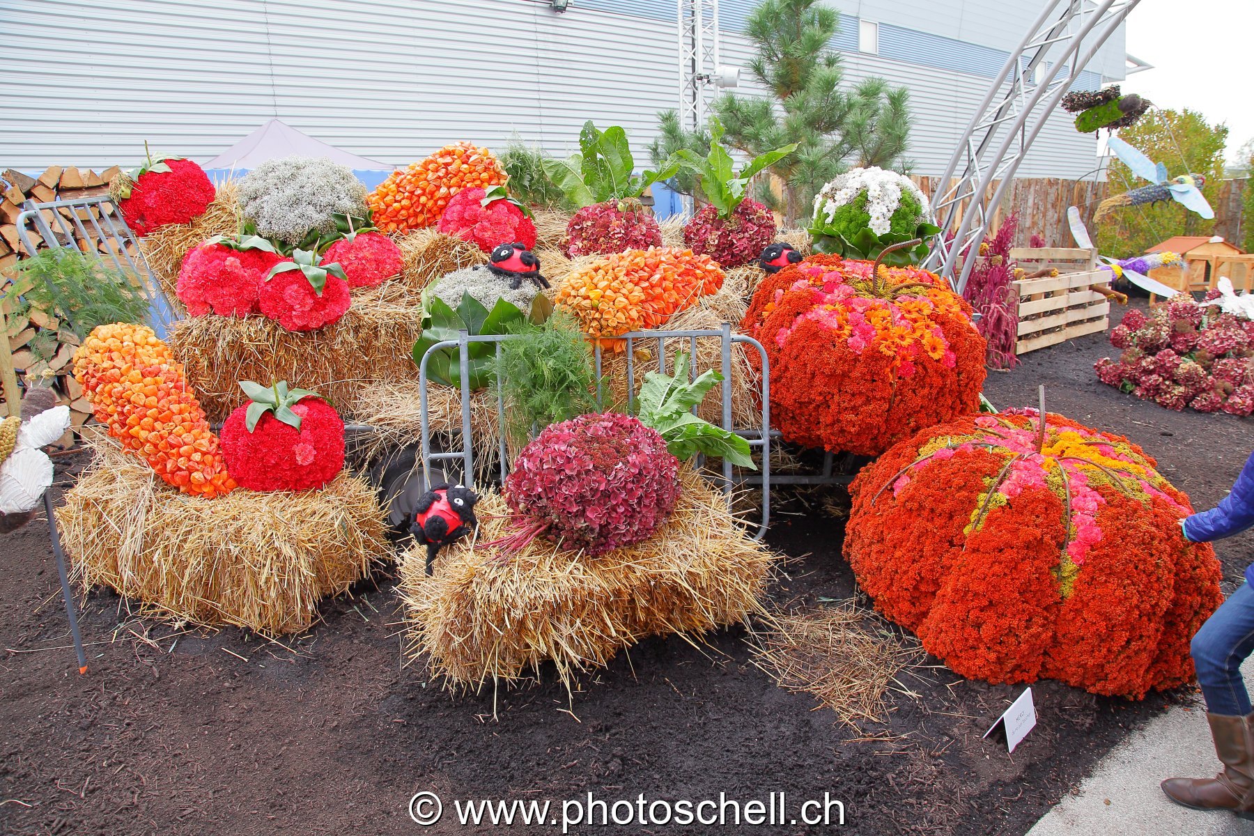 Exposition de légumes et festival de couleurs