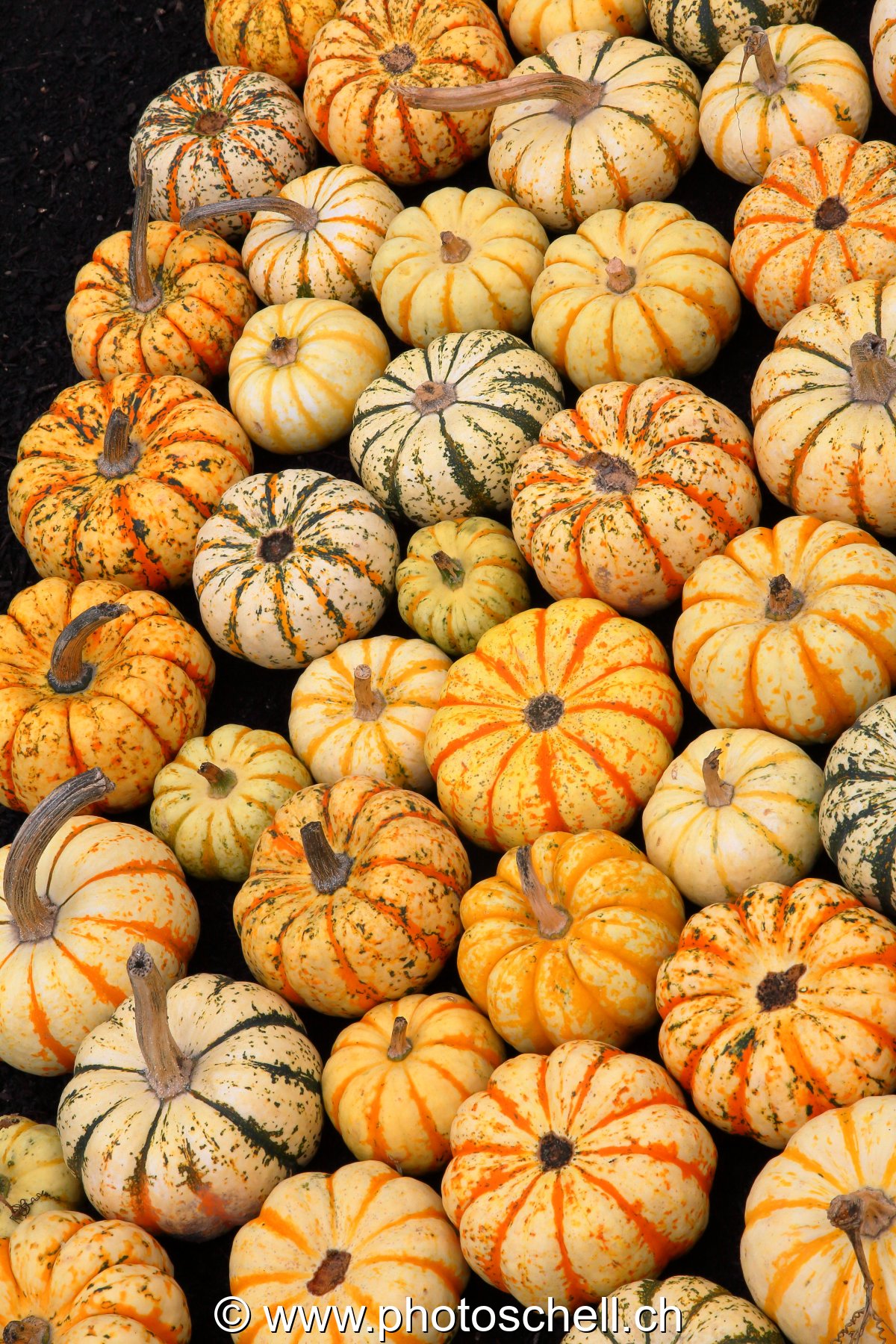 Courges diverses