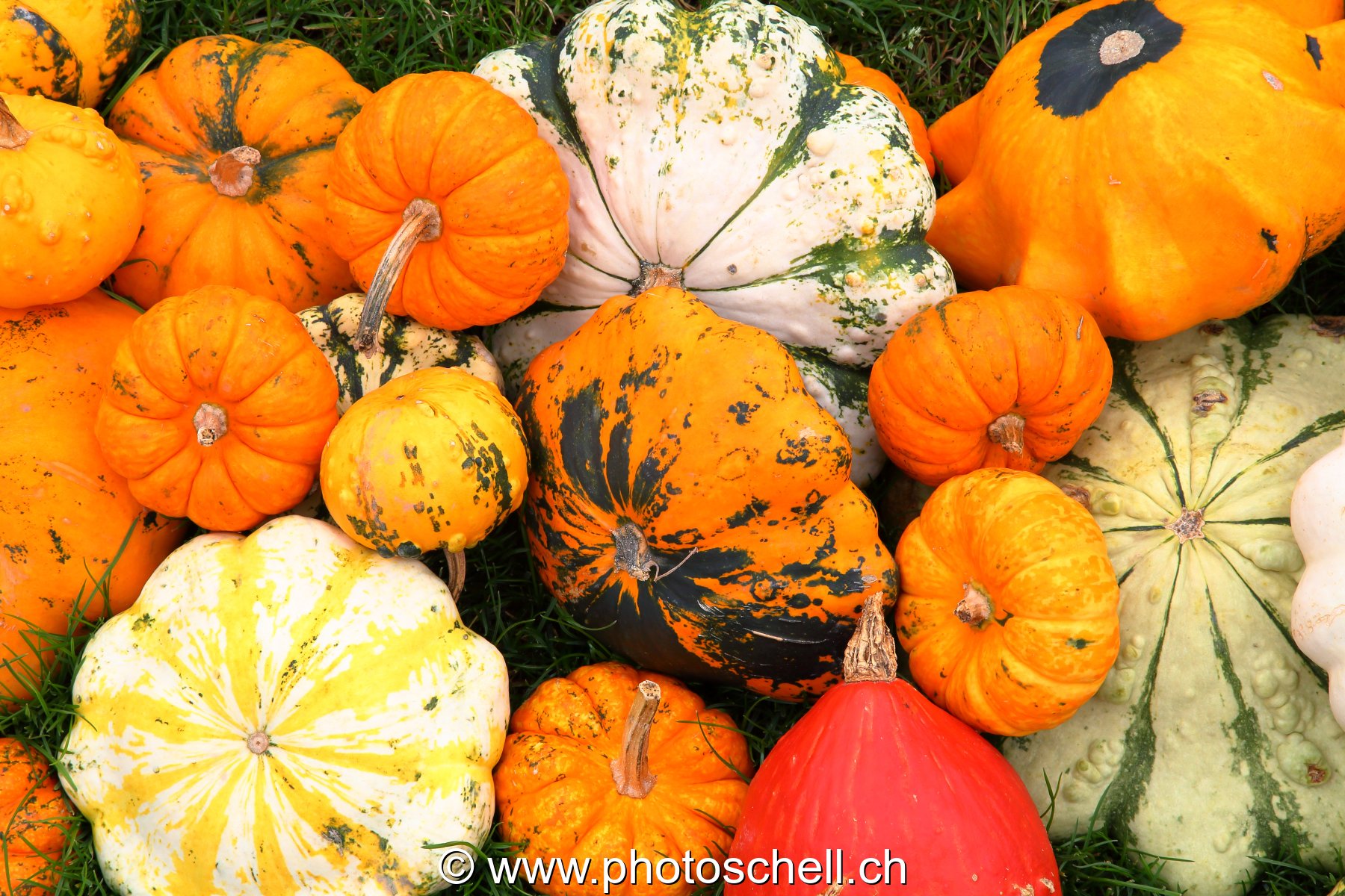 Courges diverses