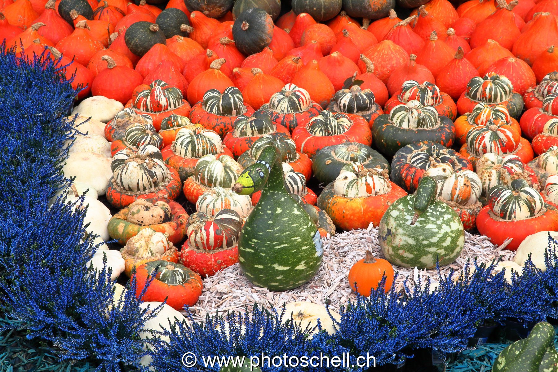 Courges taillées