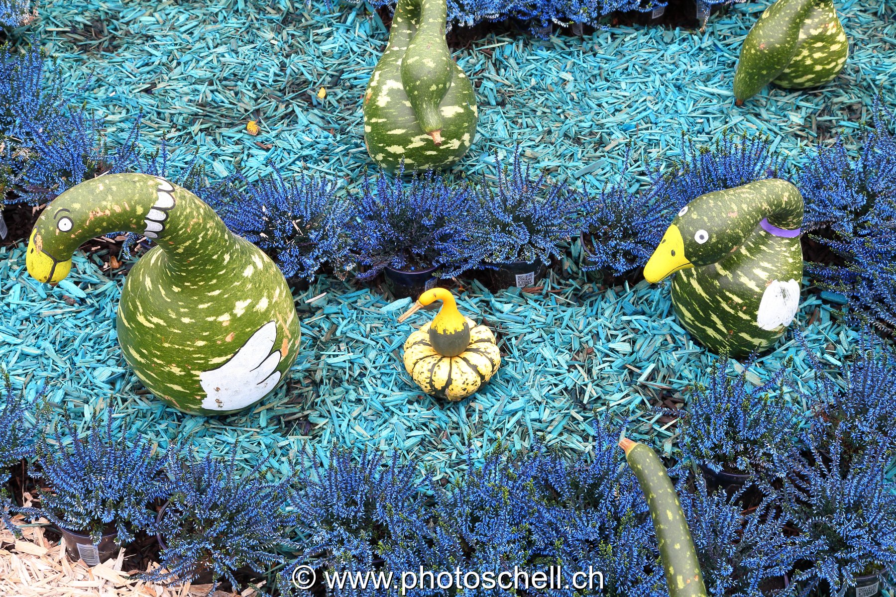 Courges taillées