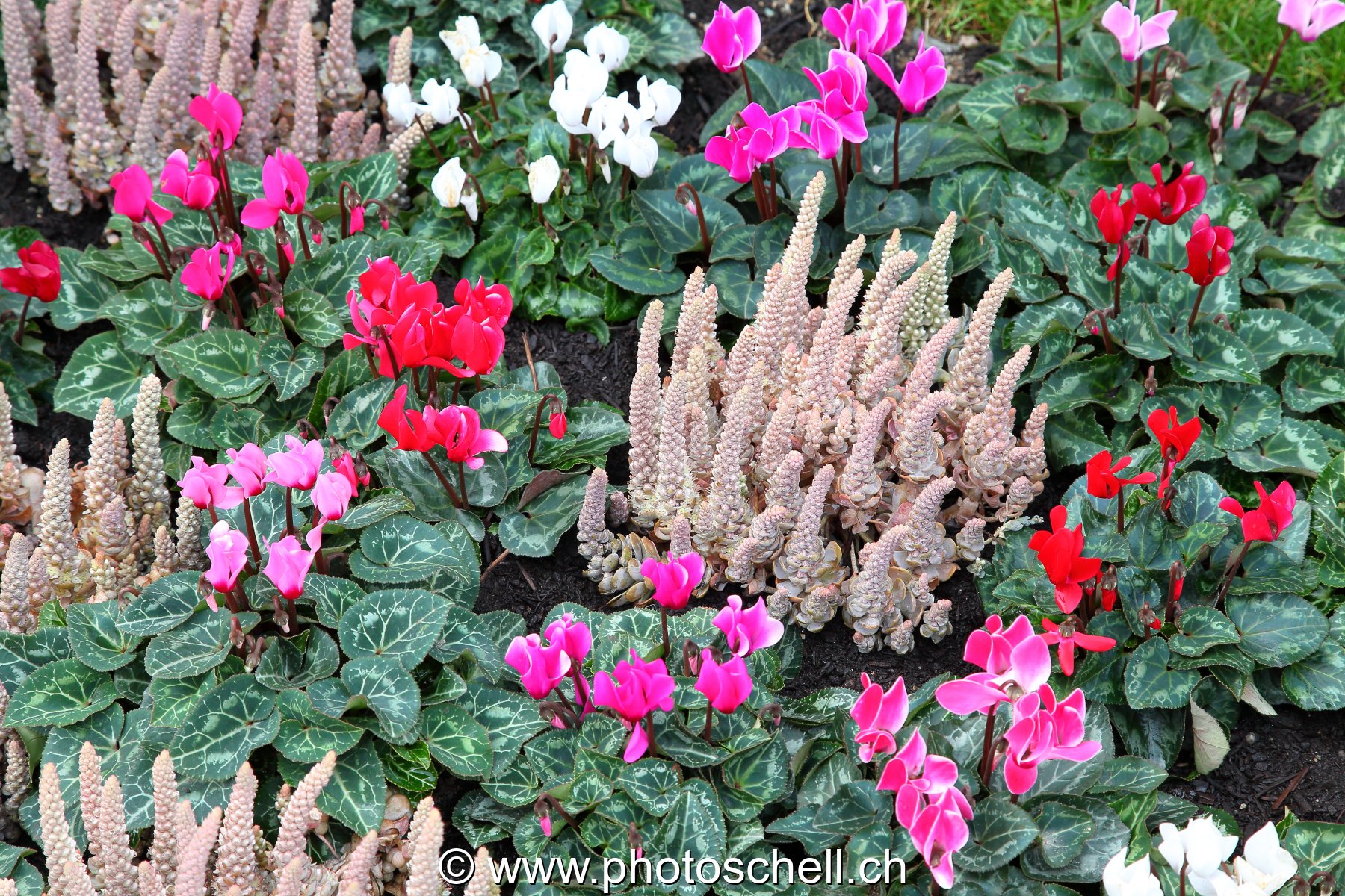 Fleurs diverses
