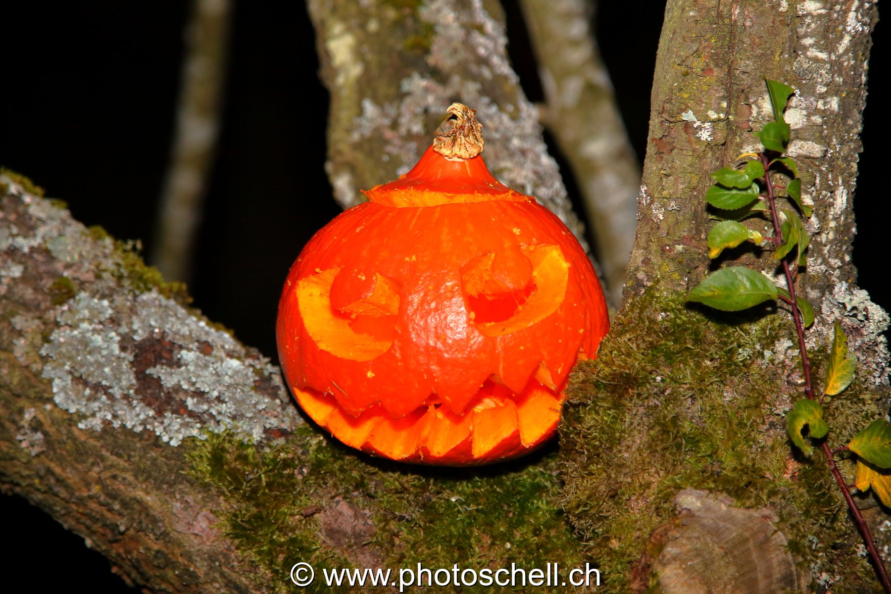 Courges d'halloween