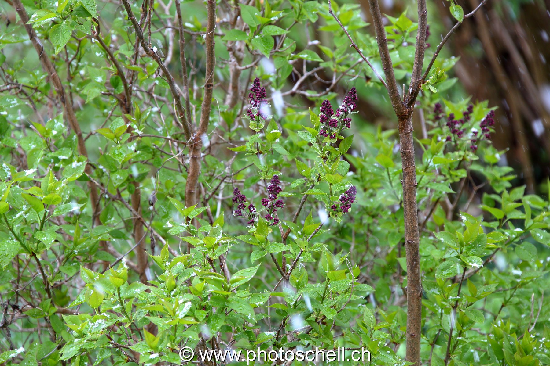 Jeunes fleurs de lilas sous la plui