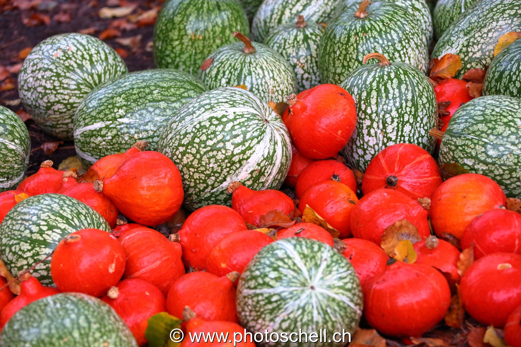 Courges divers