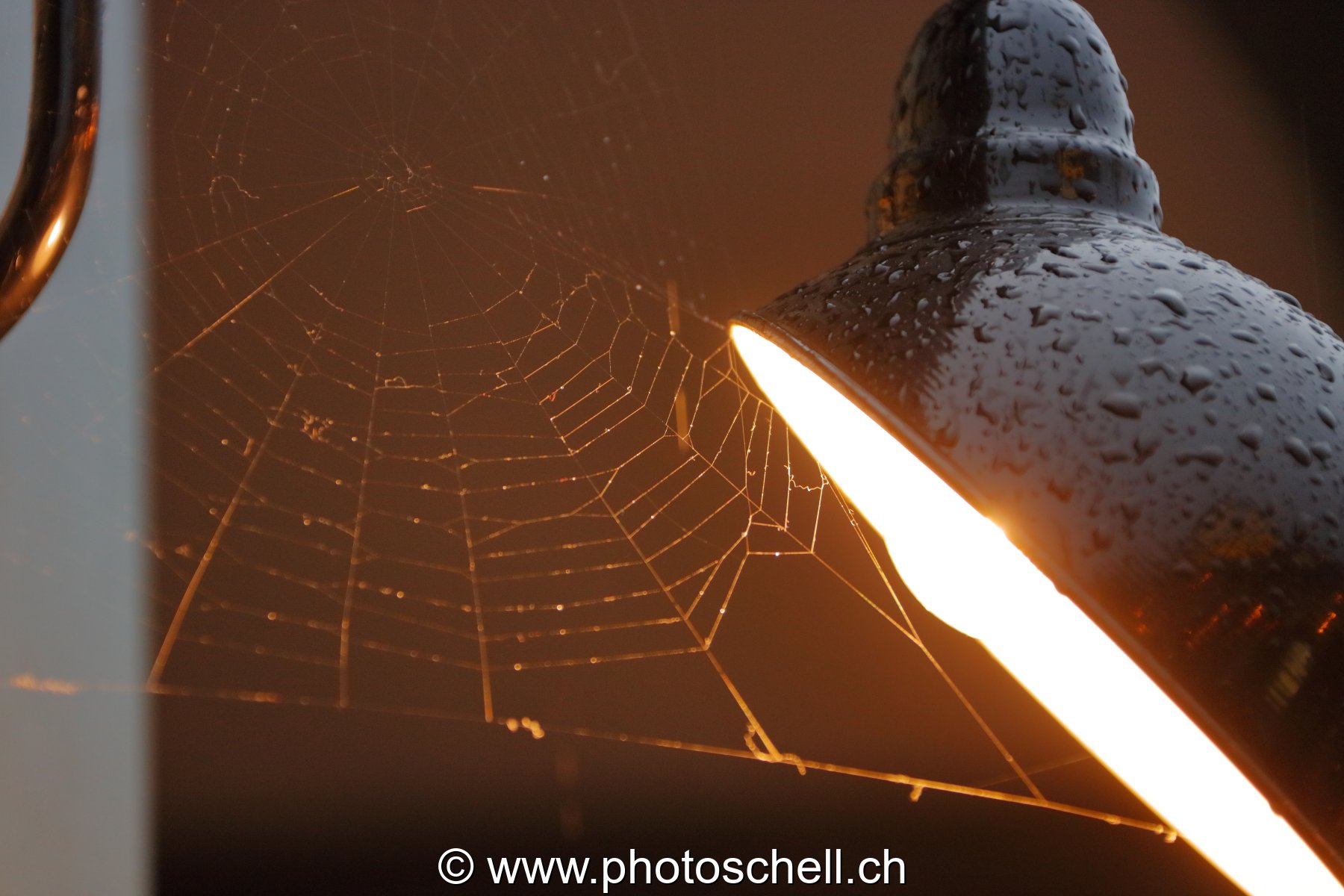 Toiles d'arraignée sous le lampadaire