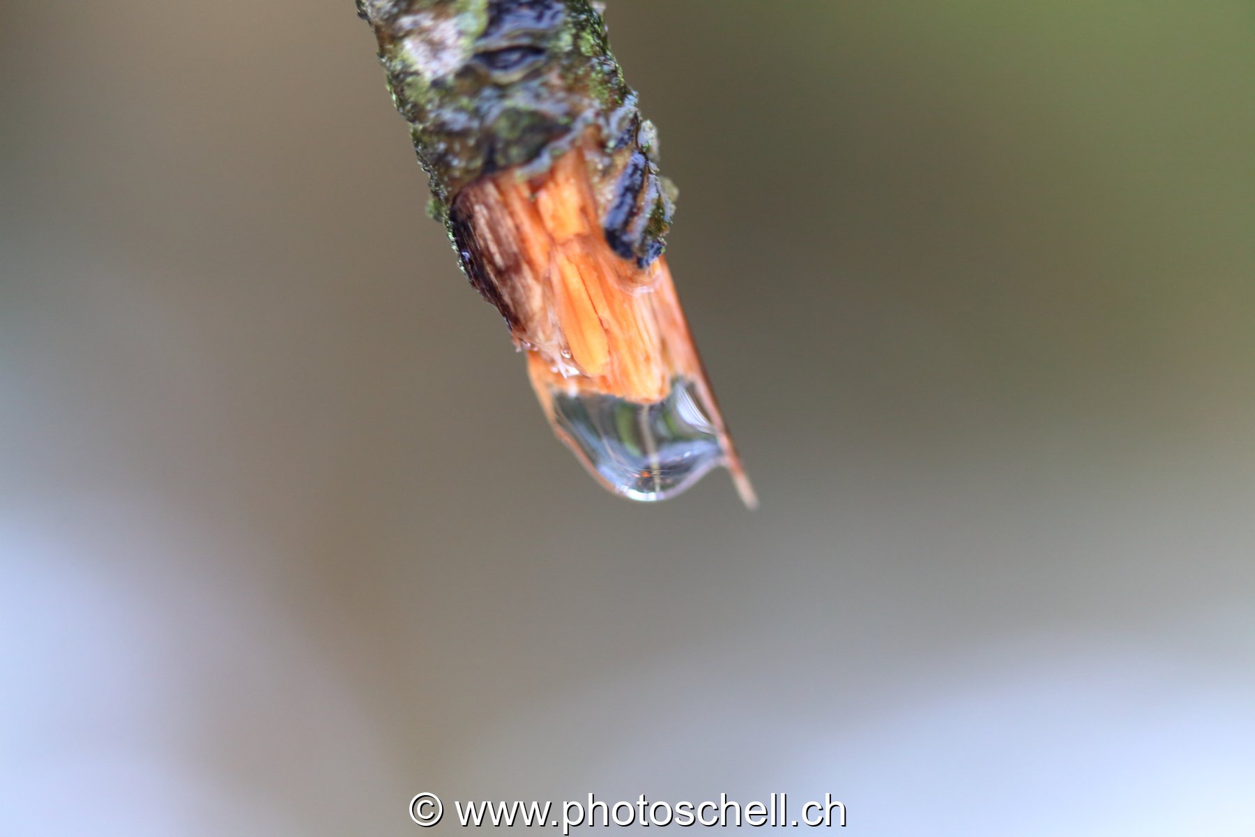 Goutte d'eau au bout d'une branche