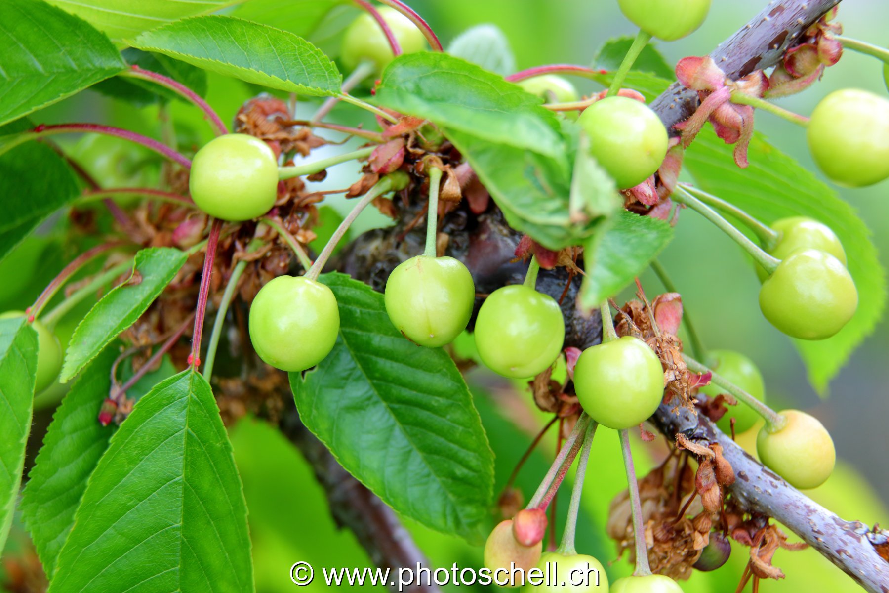 Cerises vertes