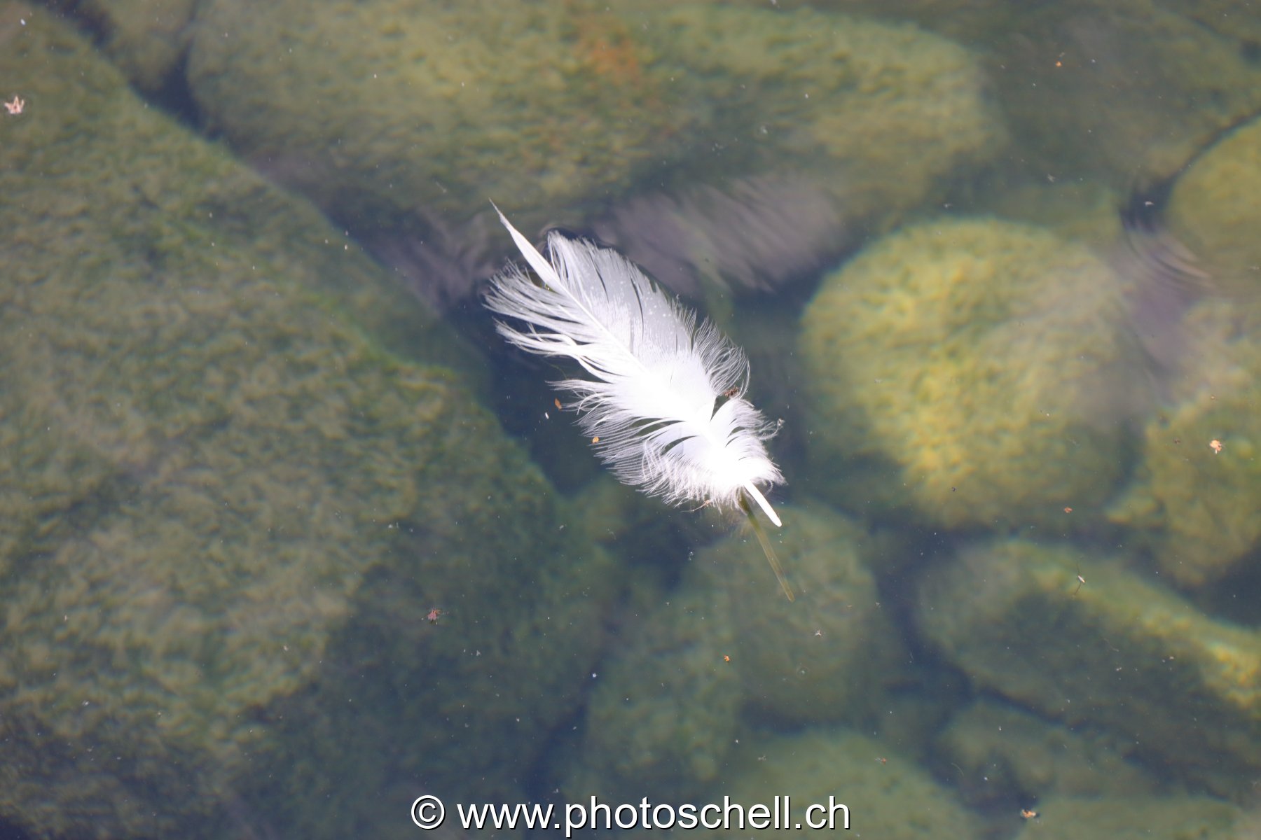 Plume sur l'eau
