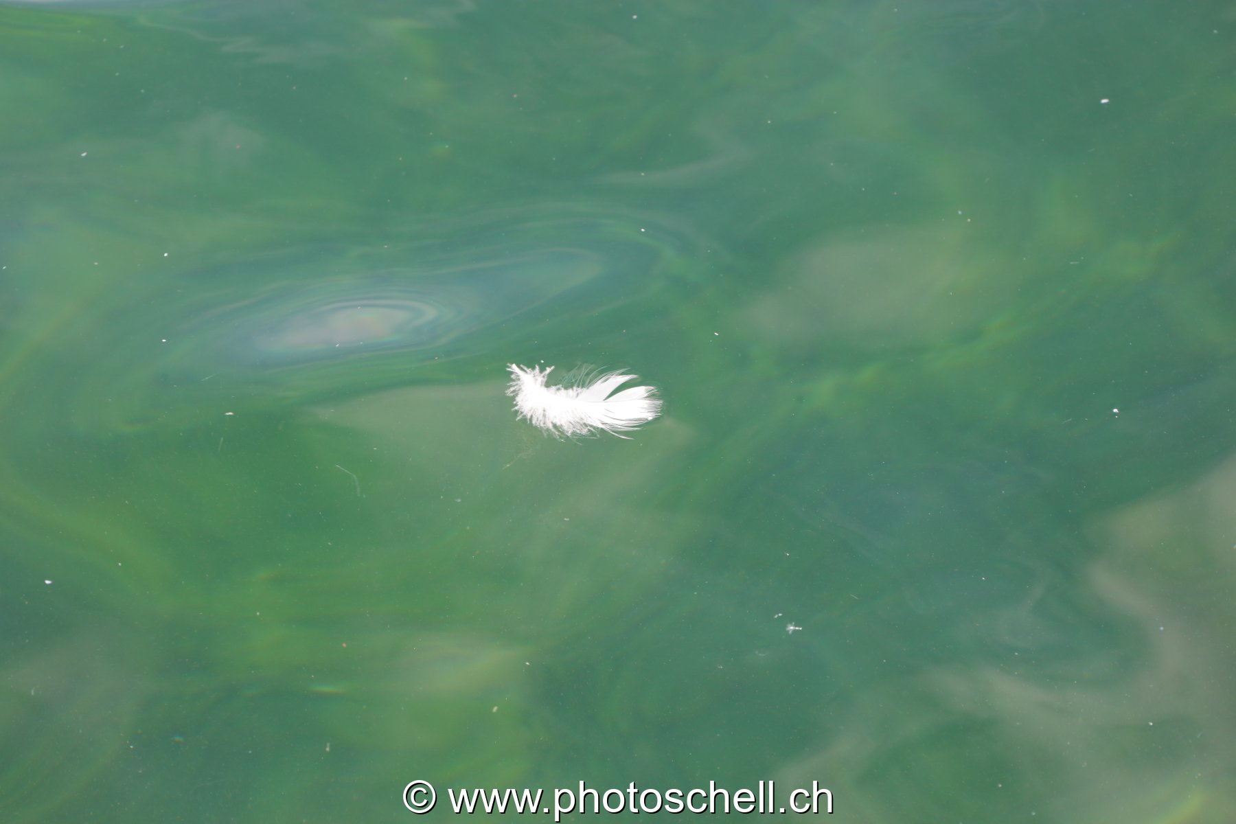 Plume sur l'eau