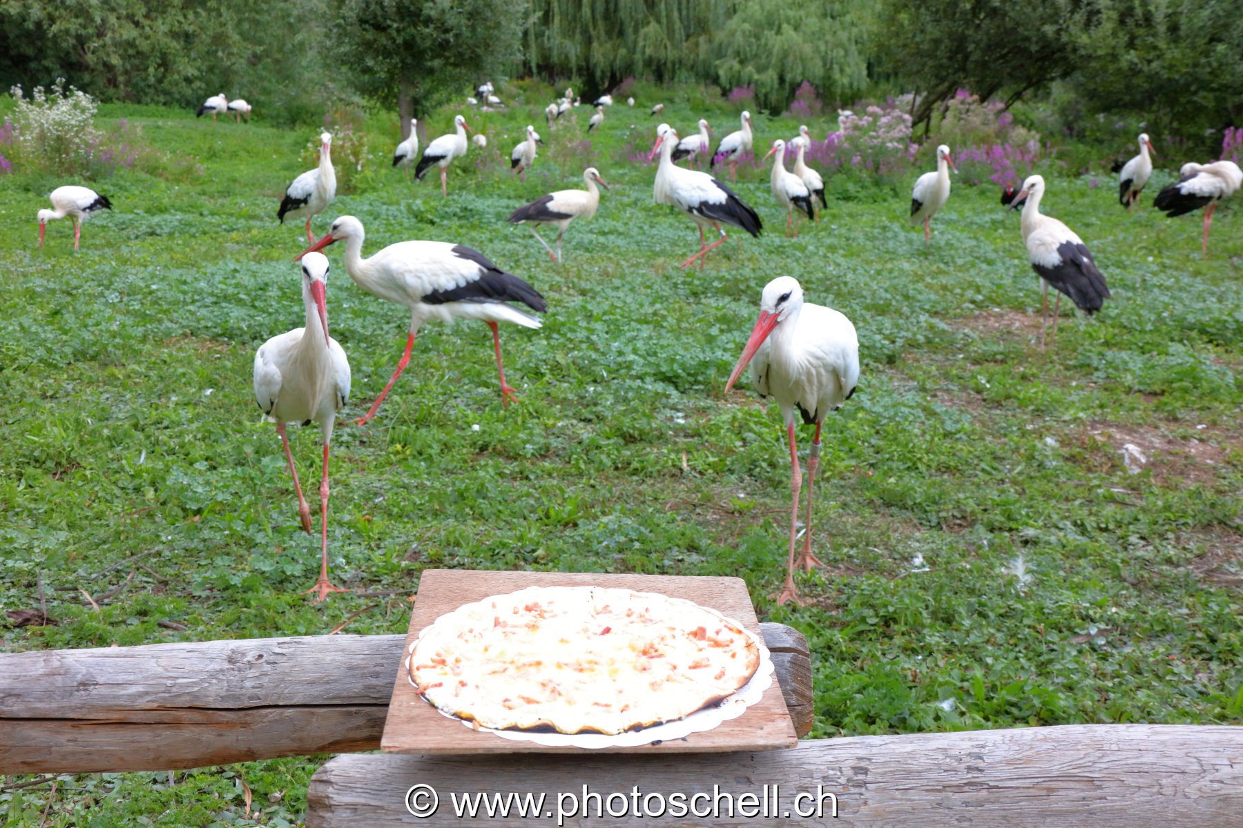 L'Alsace : tarte flambée et cigognes