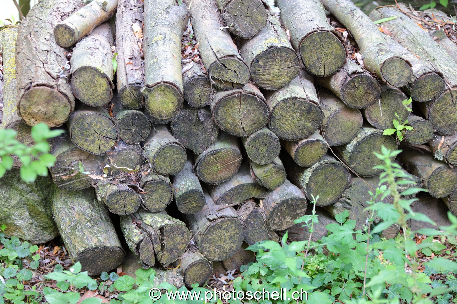 Vieux tas de bois