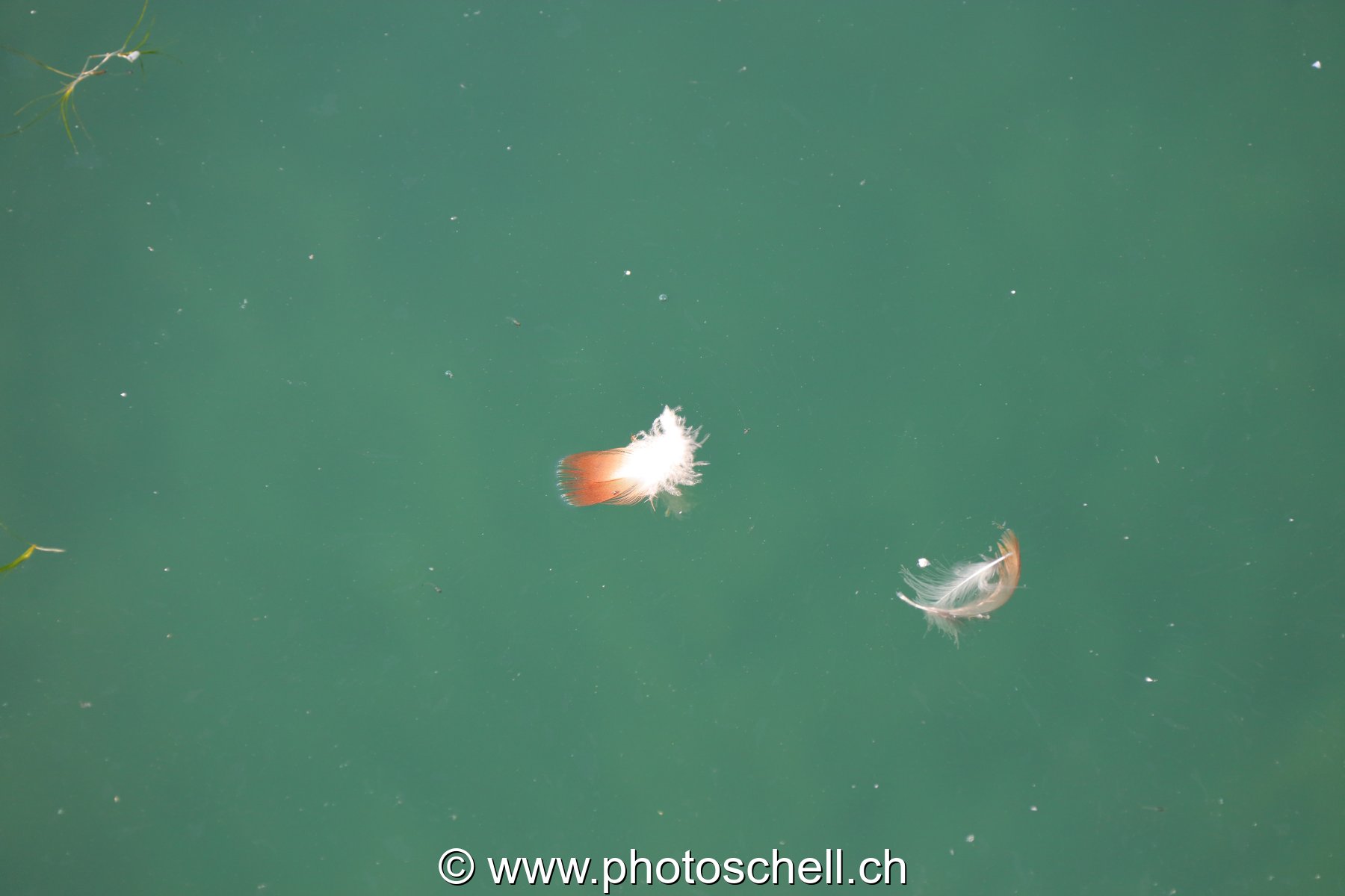 Plume sur l'eau