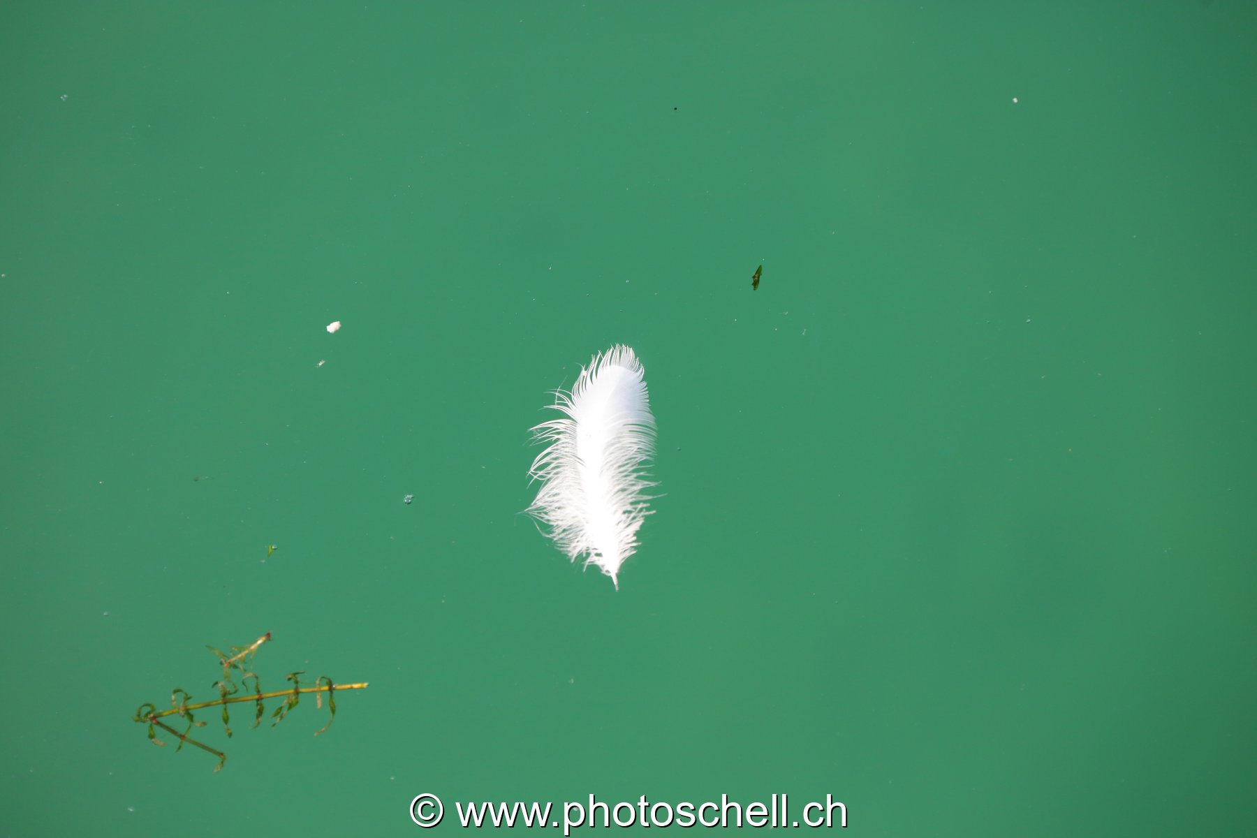 Plume sur l'eau