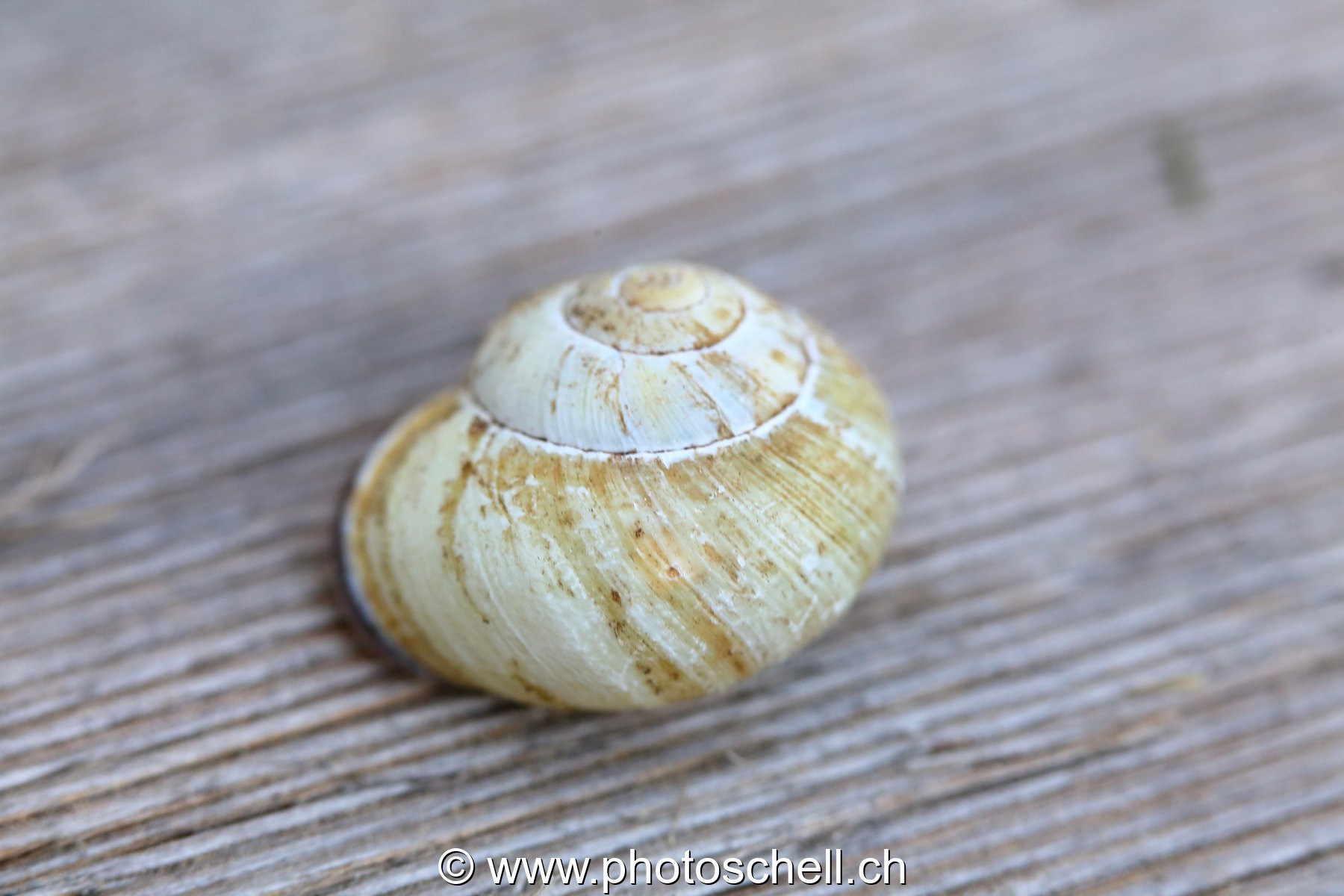 Coquille d'escargot