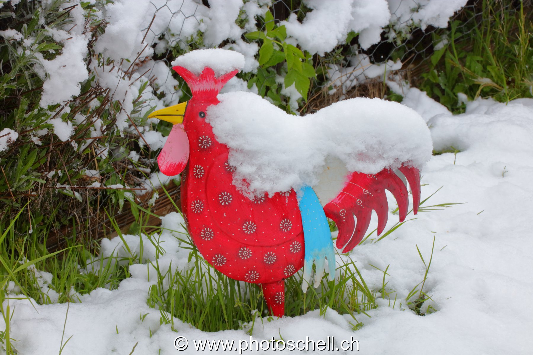 Coq sous la neige