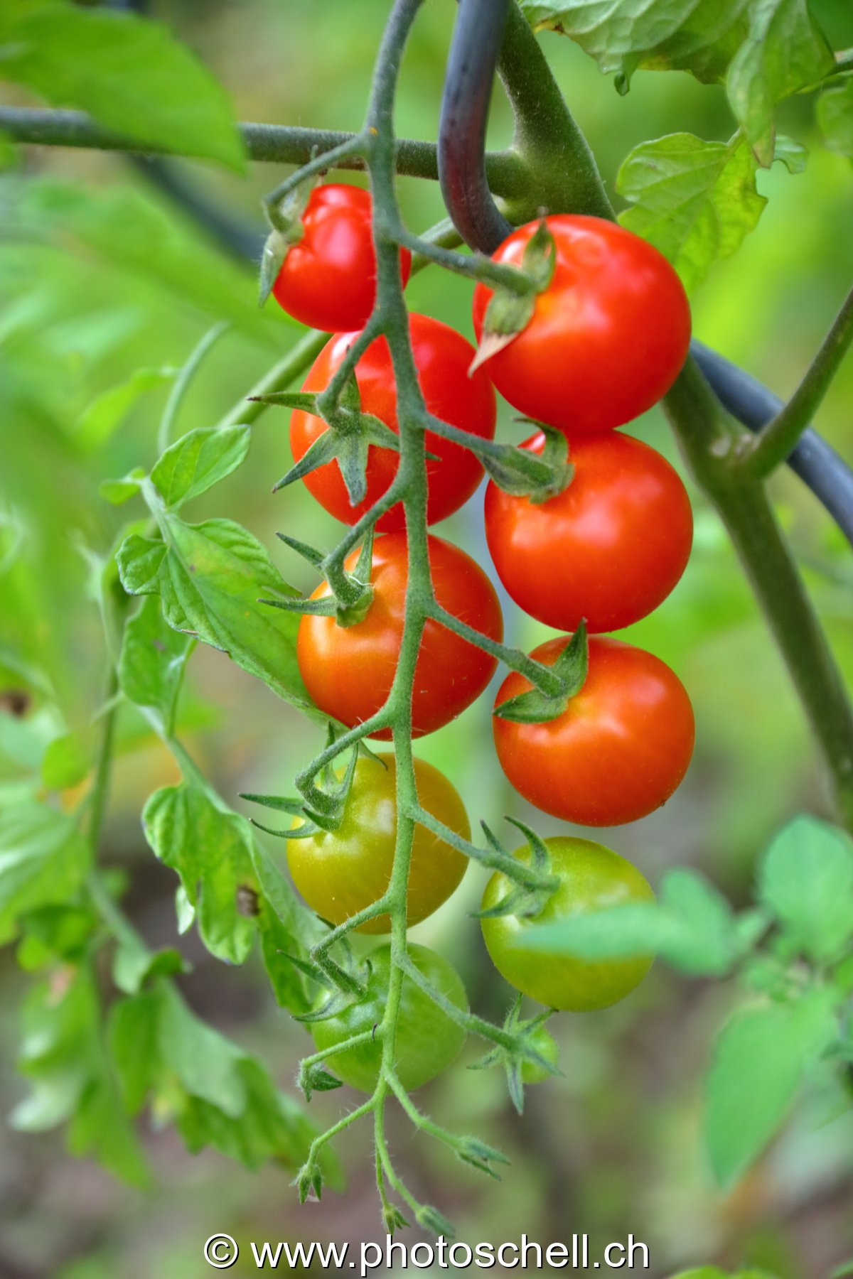 Stades de maturité des tomates cerises