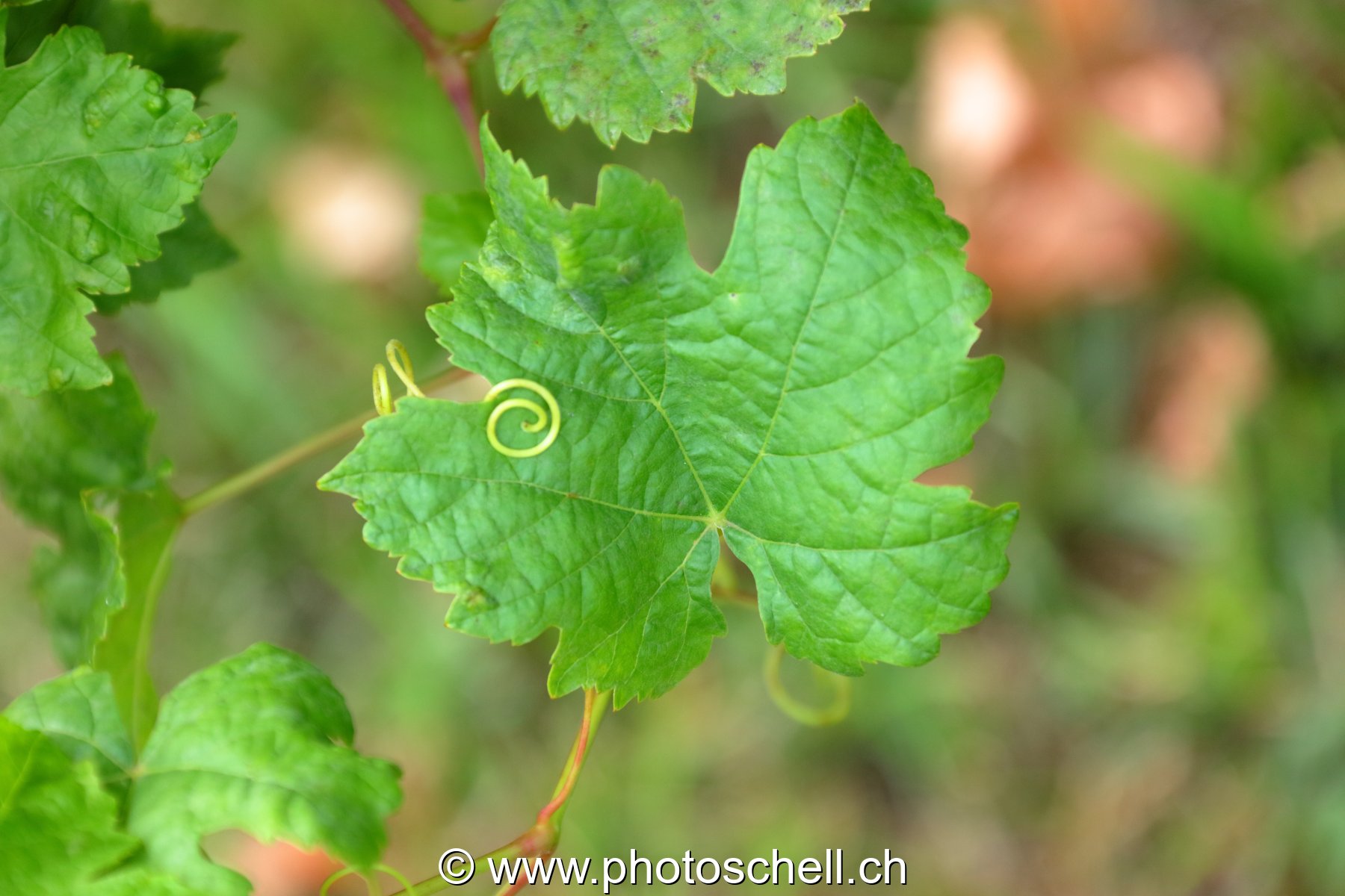 Pousse sur sa feuille de vigne