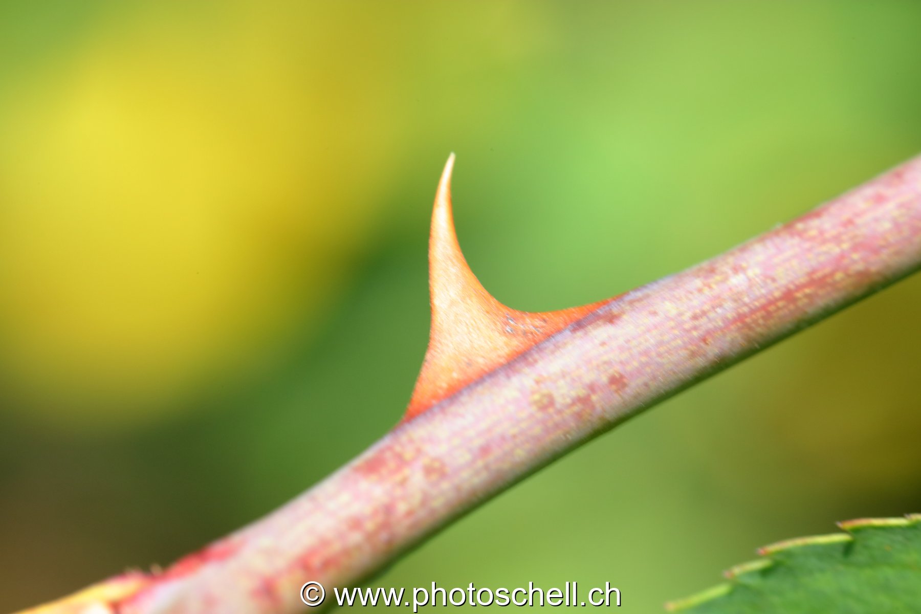 Epine de ronce