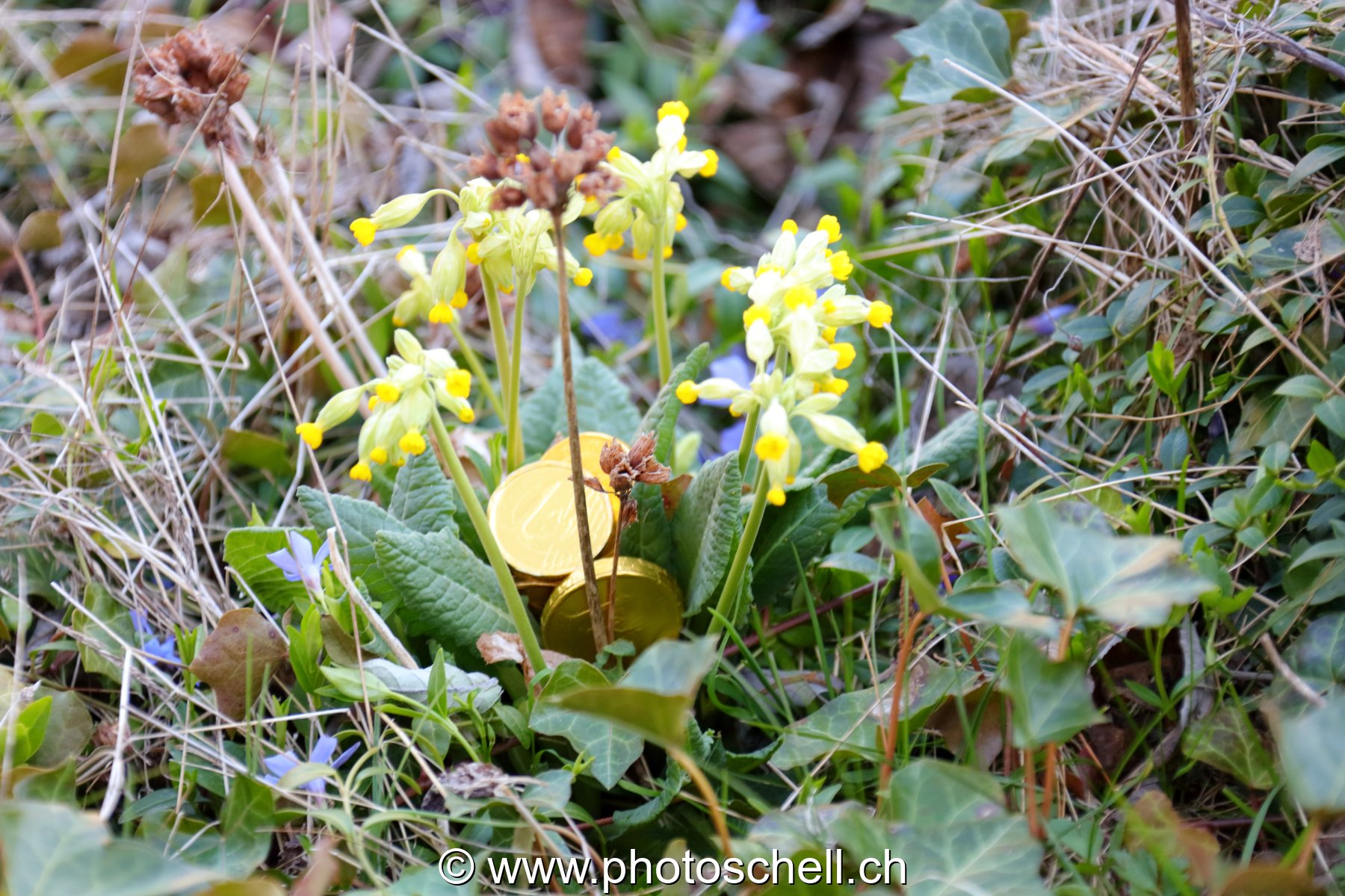 Pièces en chocolat dans les fleurs