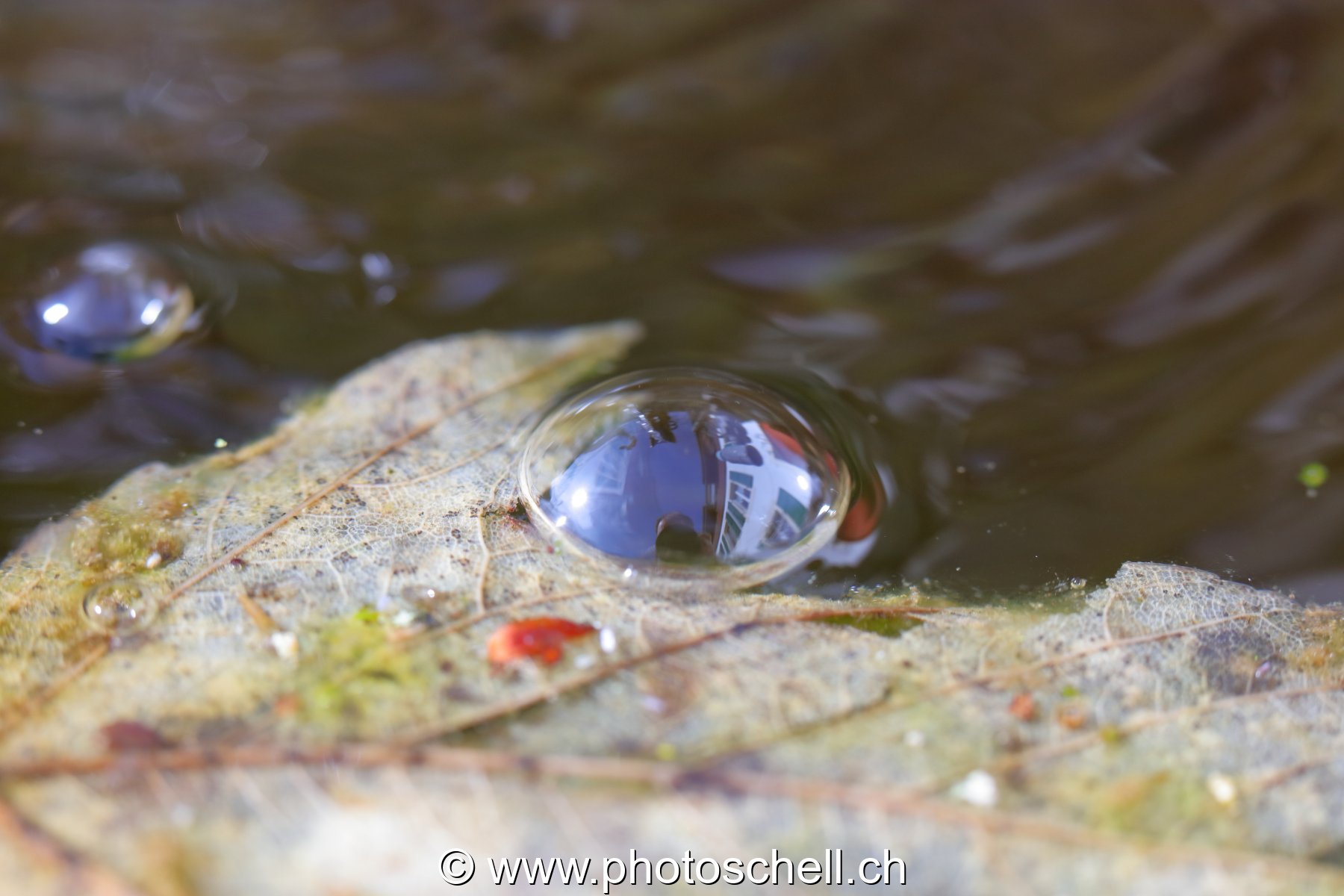 Bulle d'air sur sa feuille