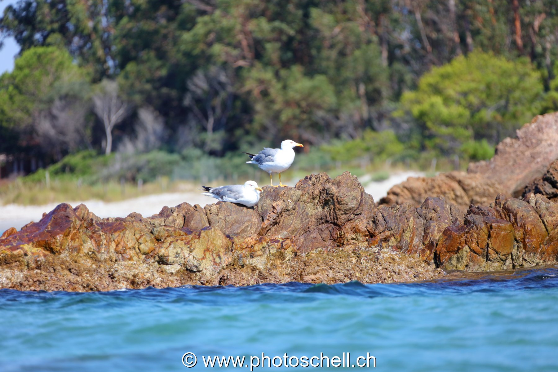 Mouette sur le bord de mer