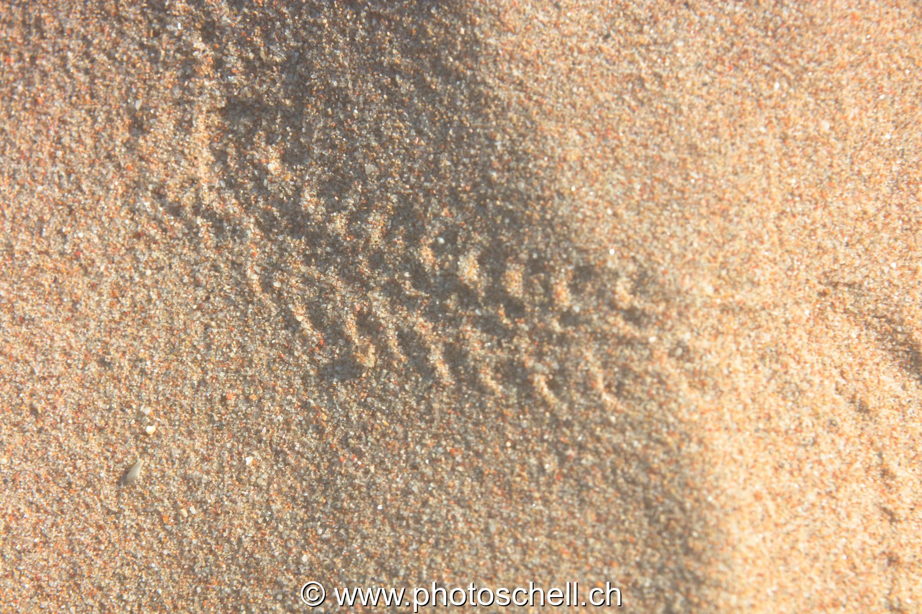 Traces dans le sable