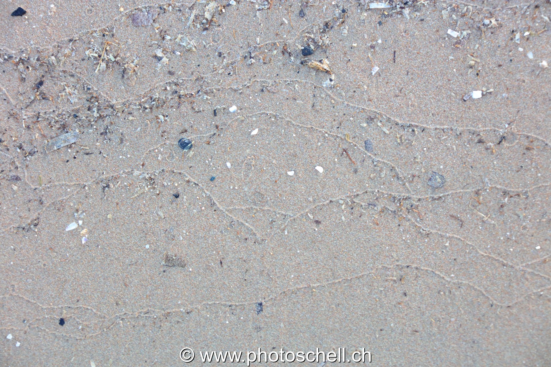 Traces du reflux de l'eau de mer