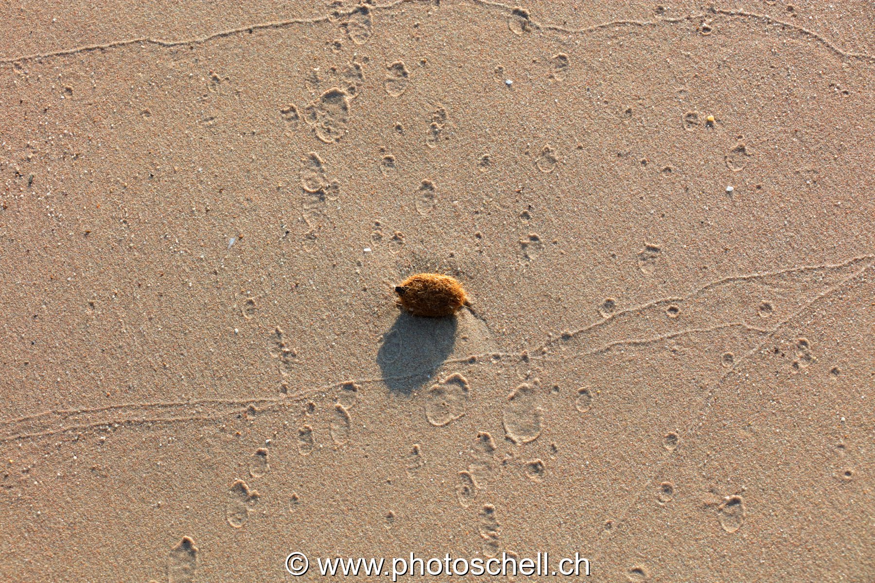 Graine sur le sable et ses impacts de gouttes d'eau