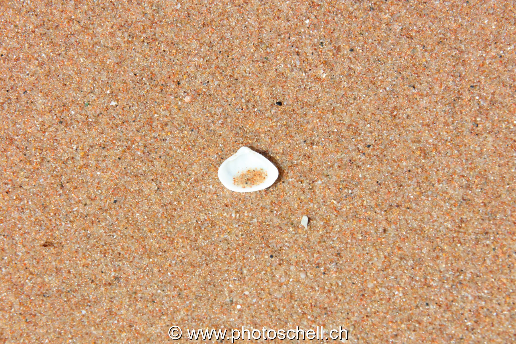 Coquillage sur le sable