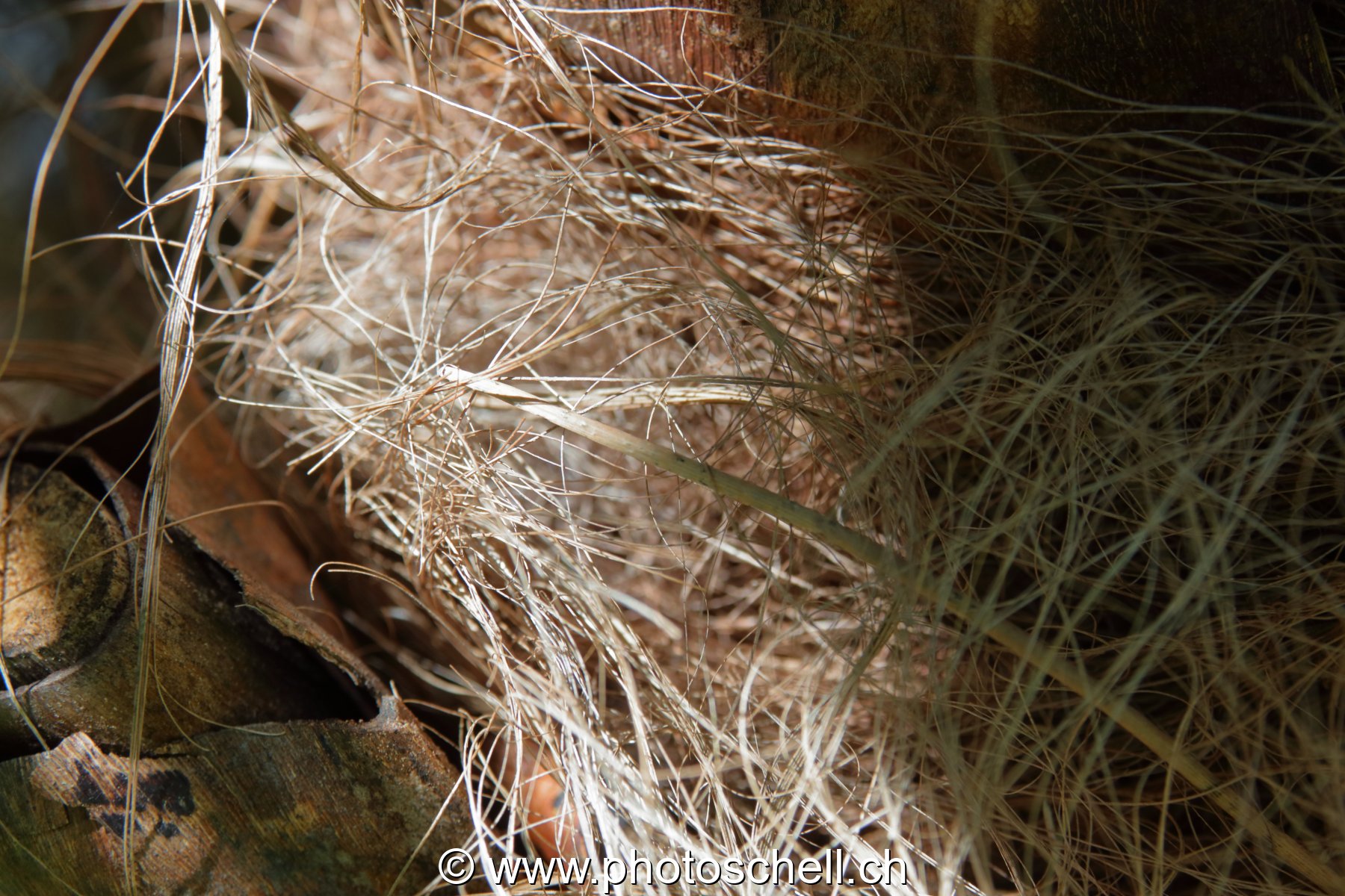 Branches de palmiers