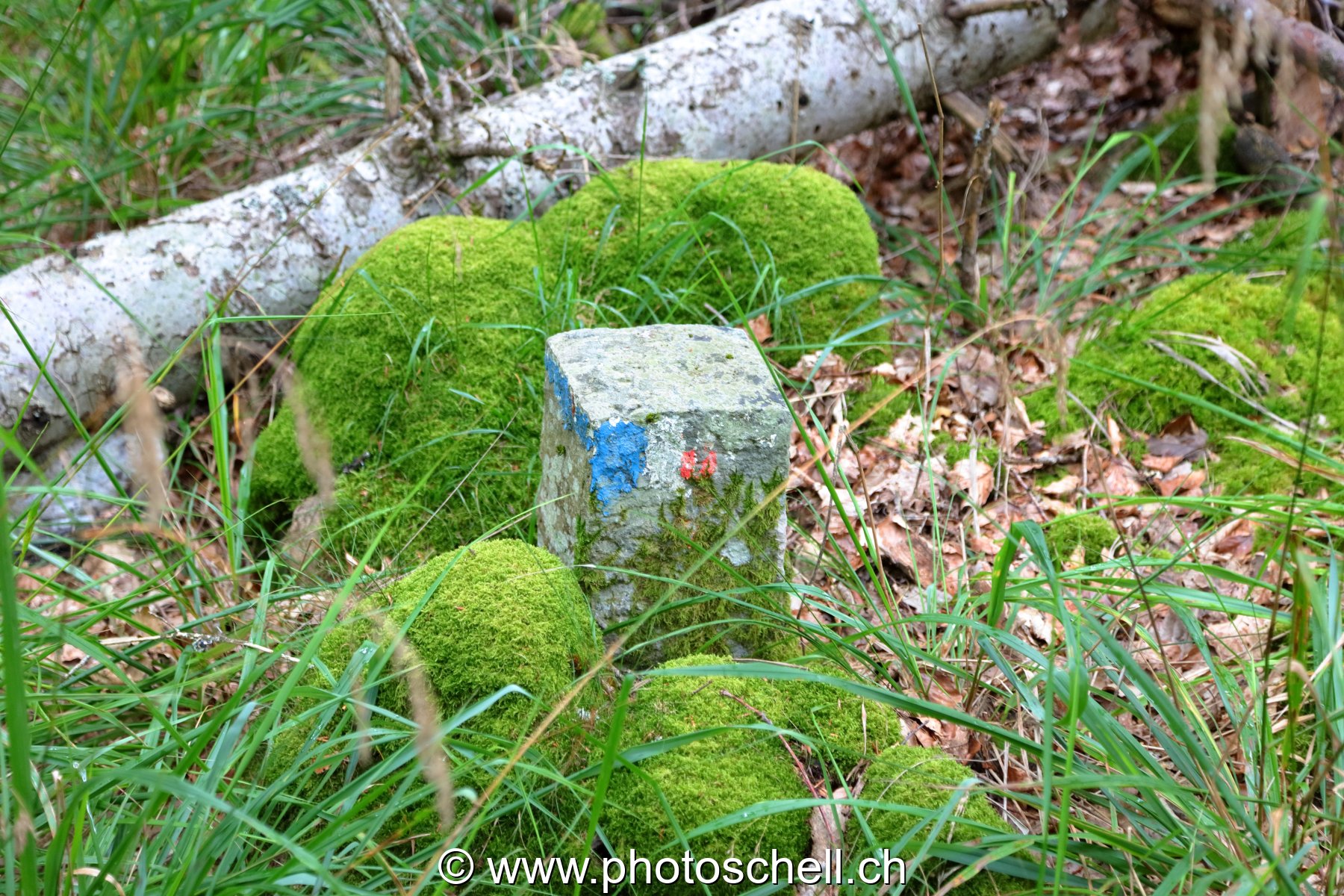 Borne perdue en forêt
