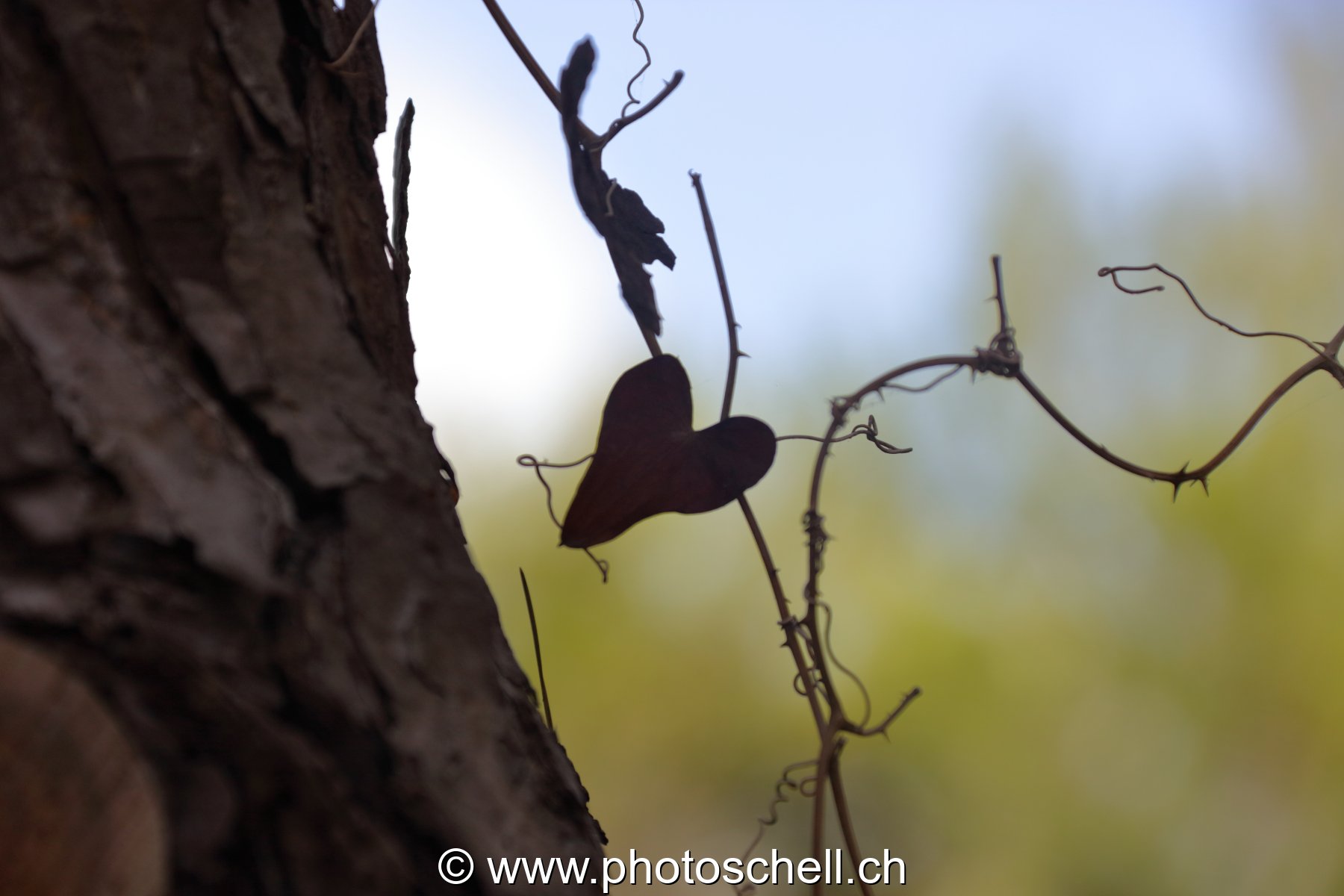 Feuille sèche en forme de coeur