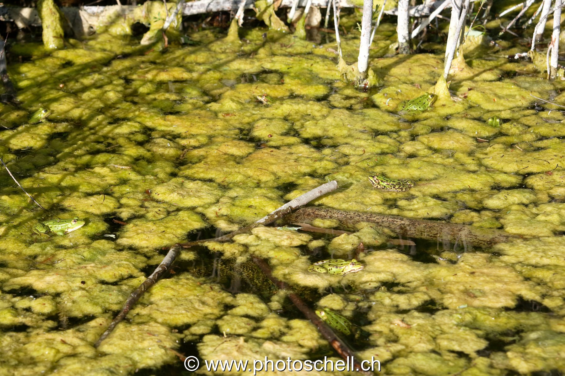 Grenouilles