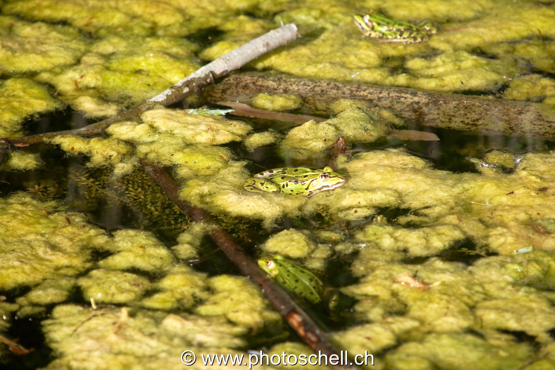 Grenouilles