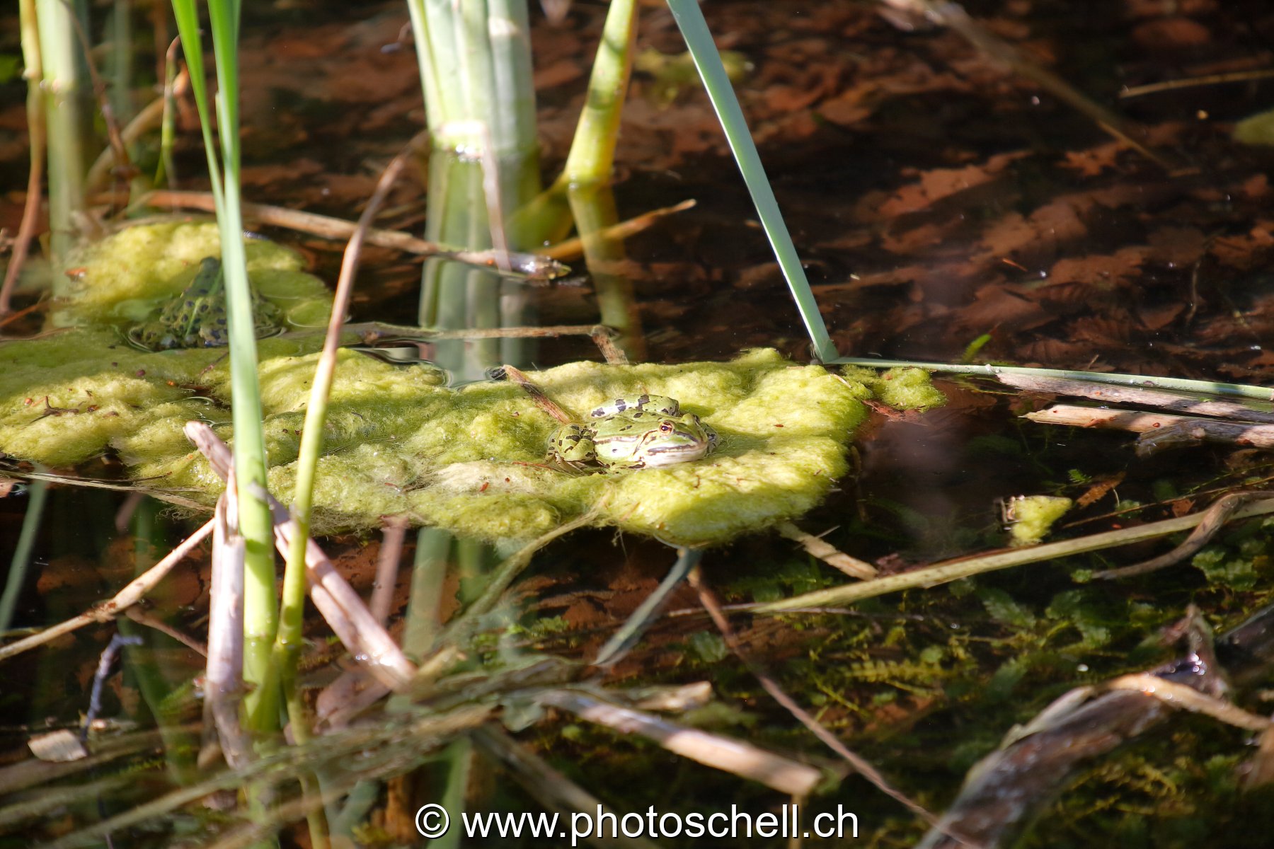 Grenouilles