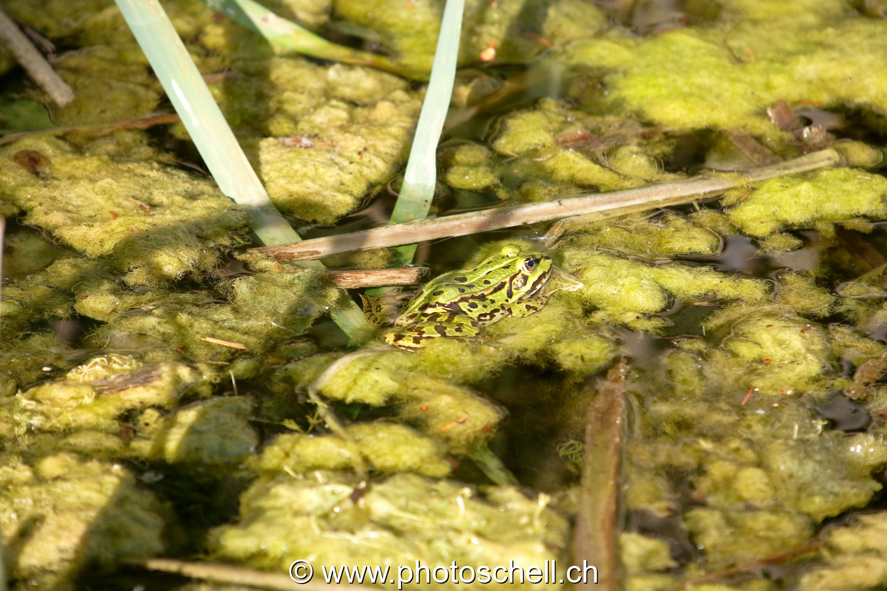 Grenouilles