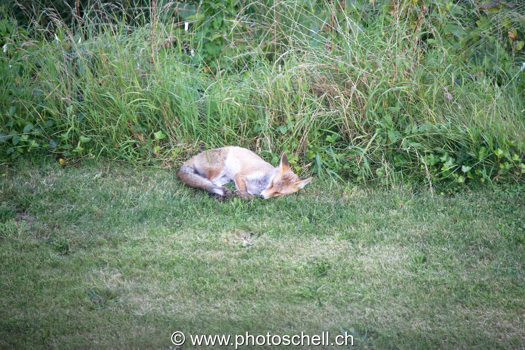 Renard dans le jardin
