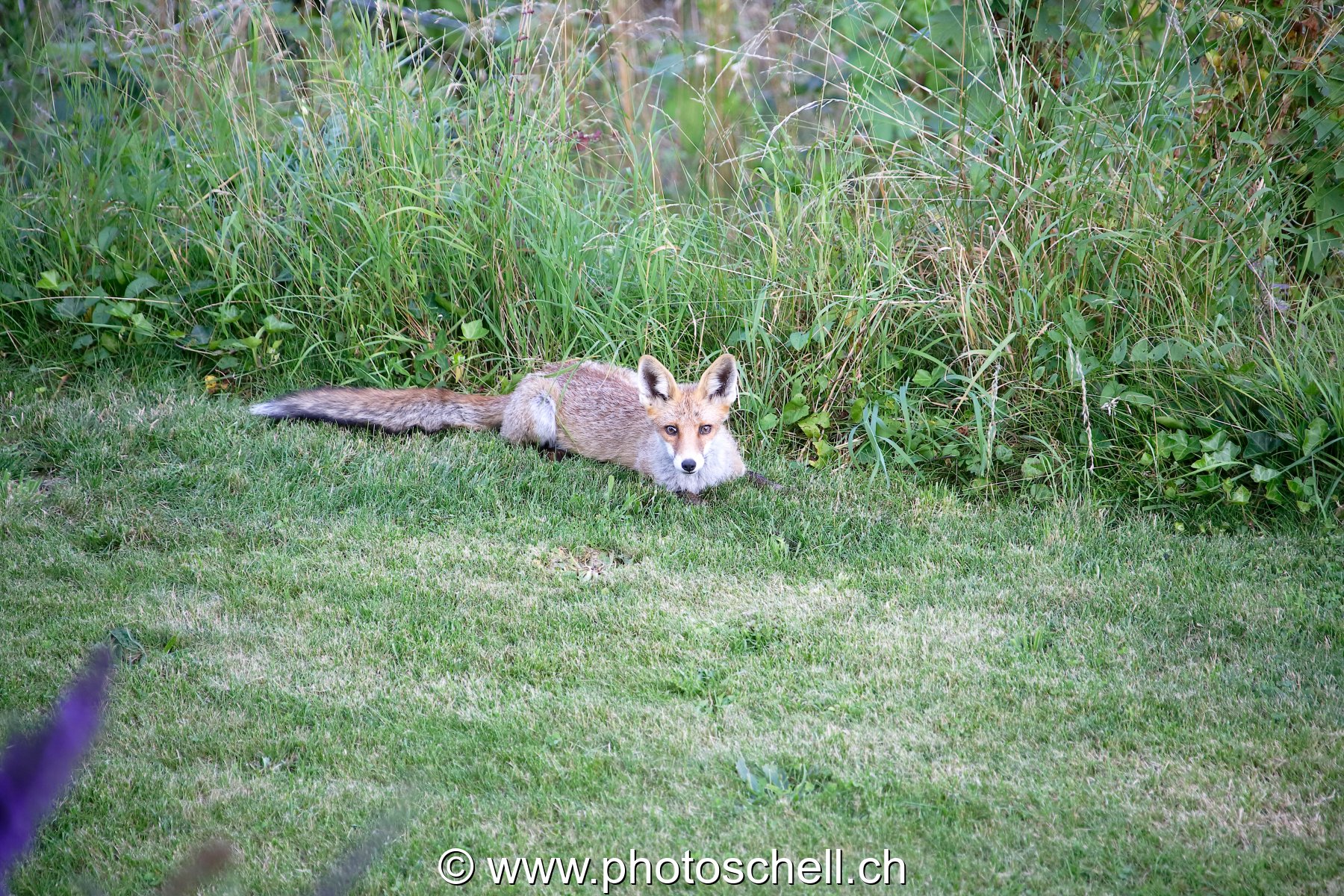 Renard dans le jardin